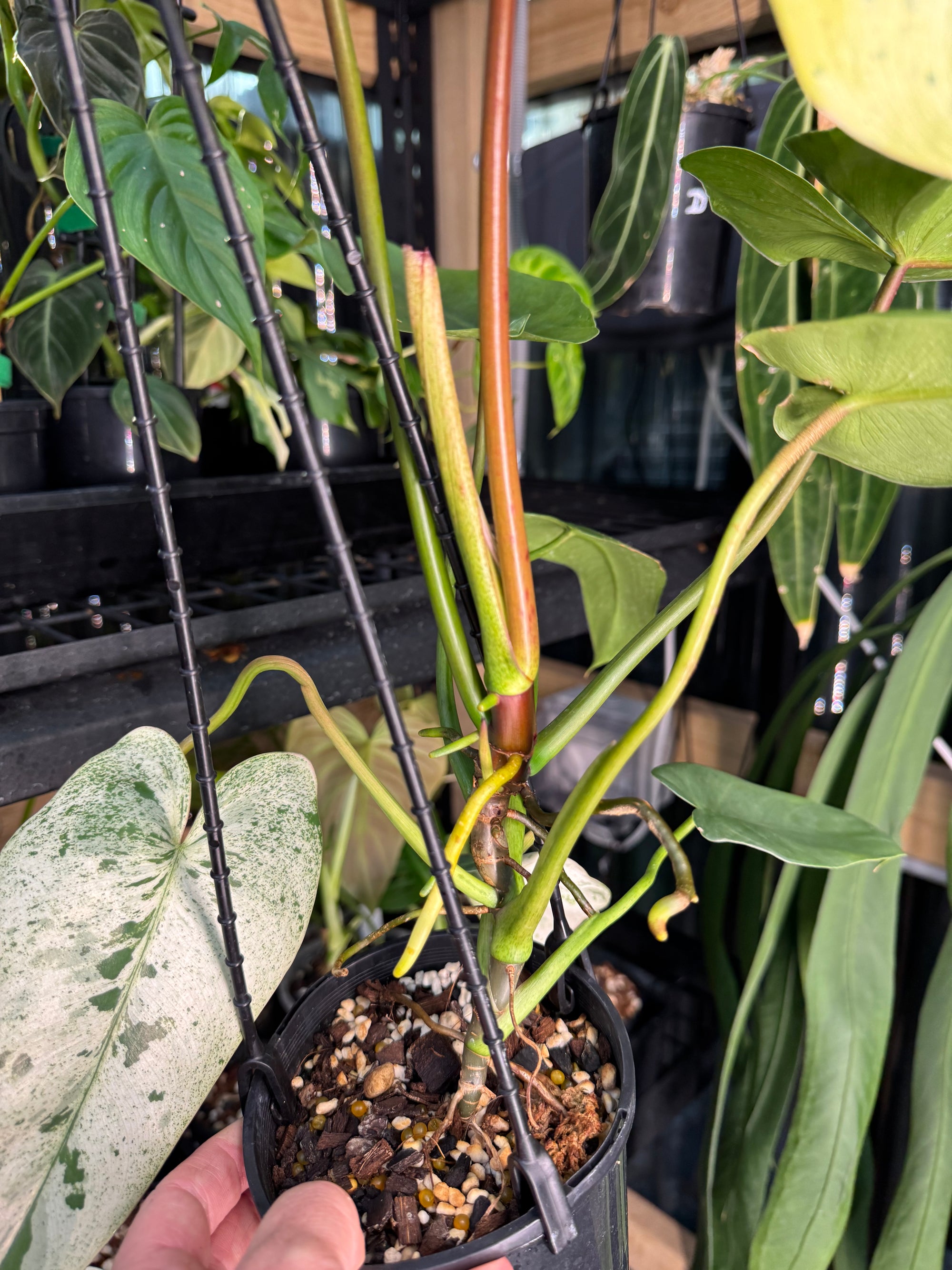 Philodendron ilsemanii
