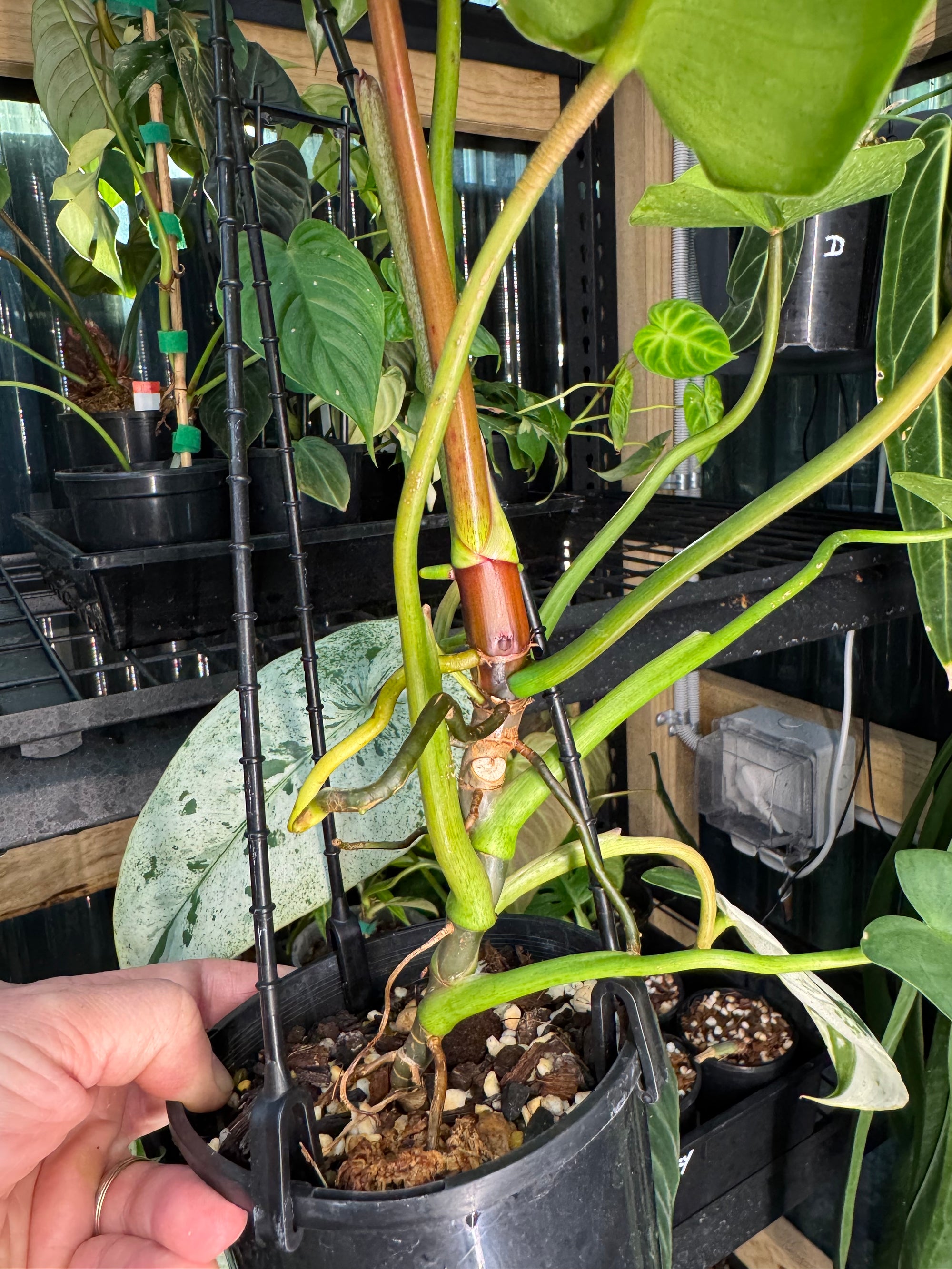 Philodendron ilsemanii