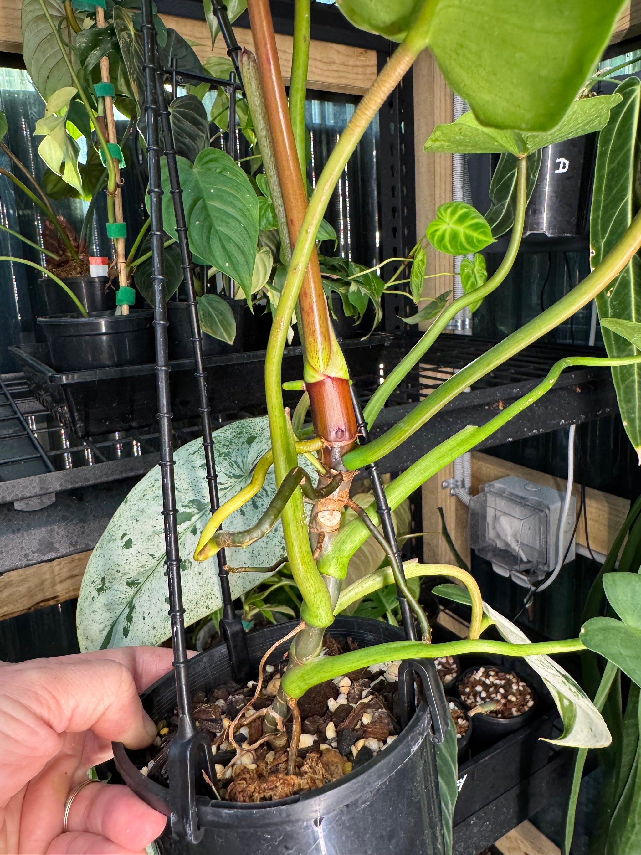 Philodendron ilsemanii
