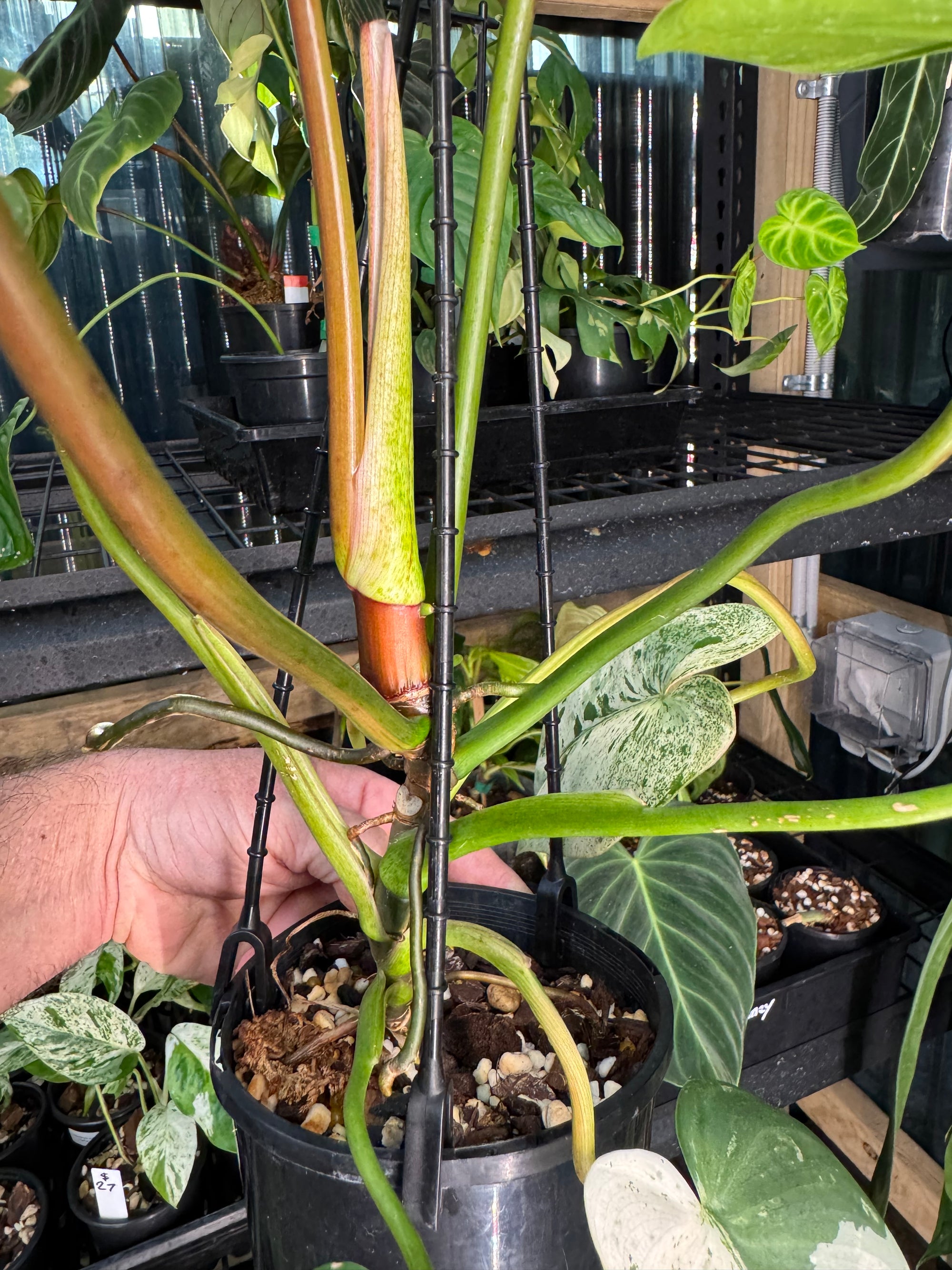 Philodendron ilsemanii