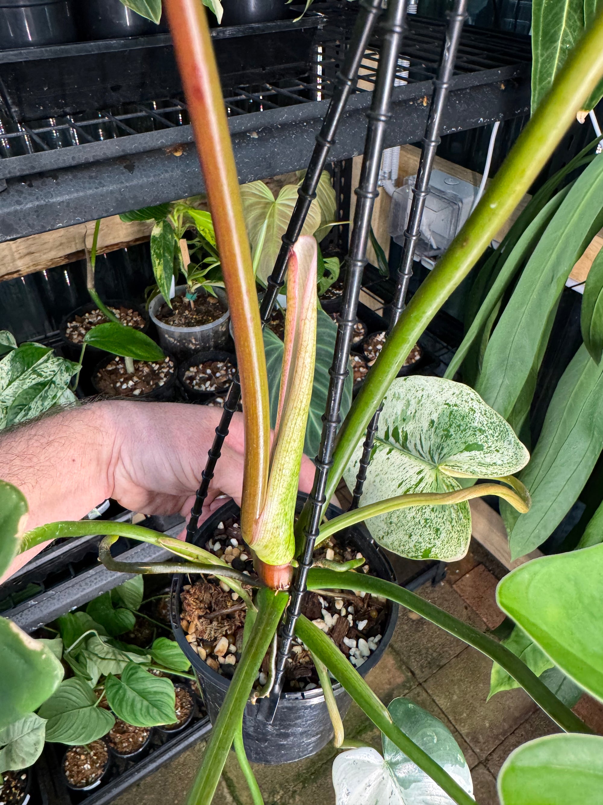 Philodendron ilsemanii