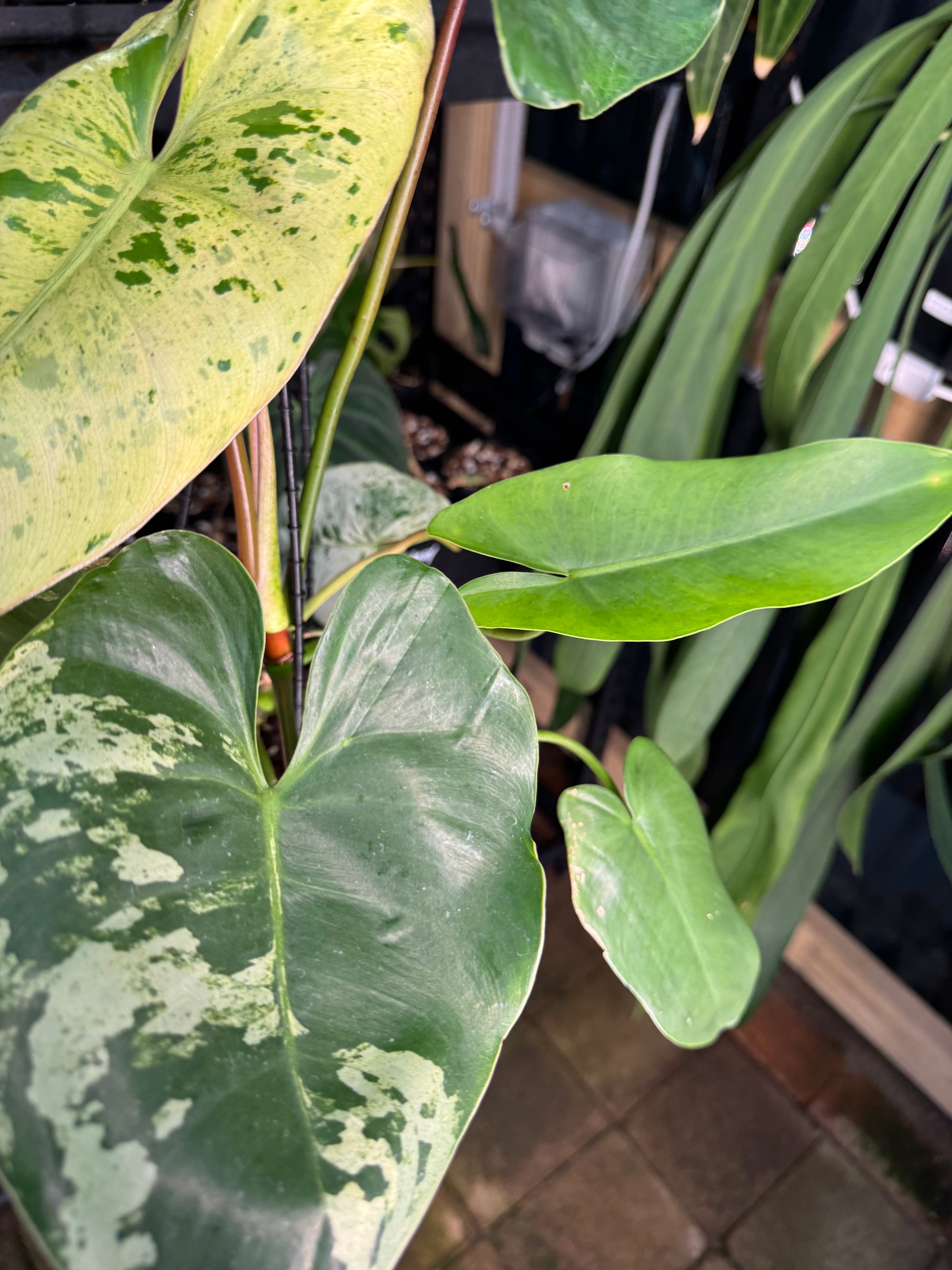 Philodendron ilsemanii
