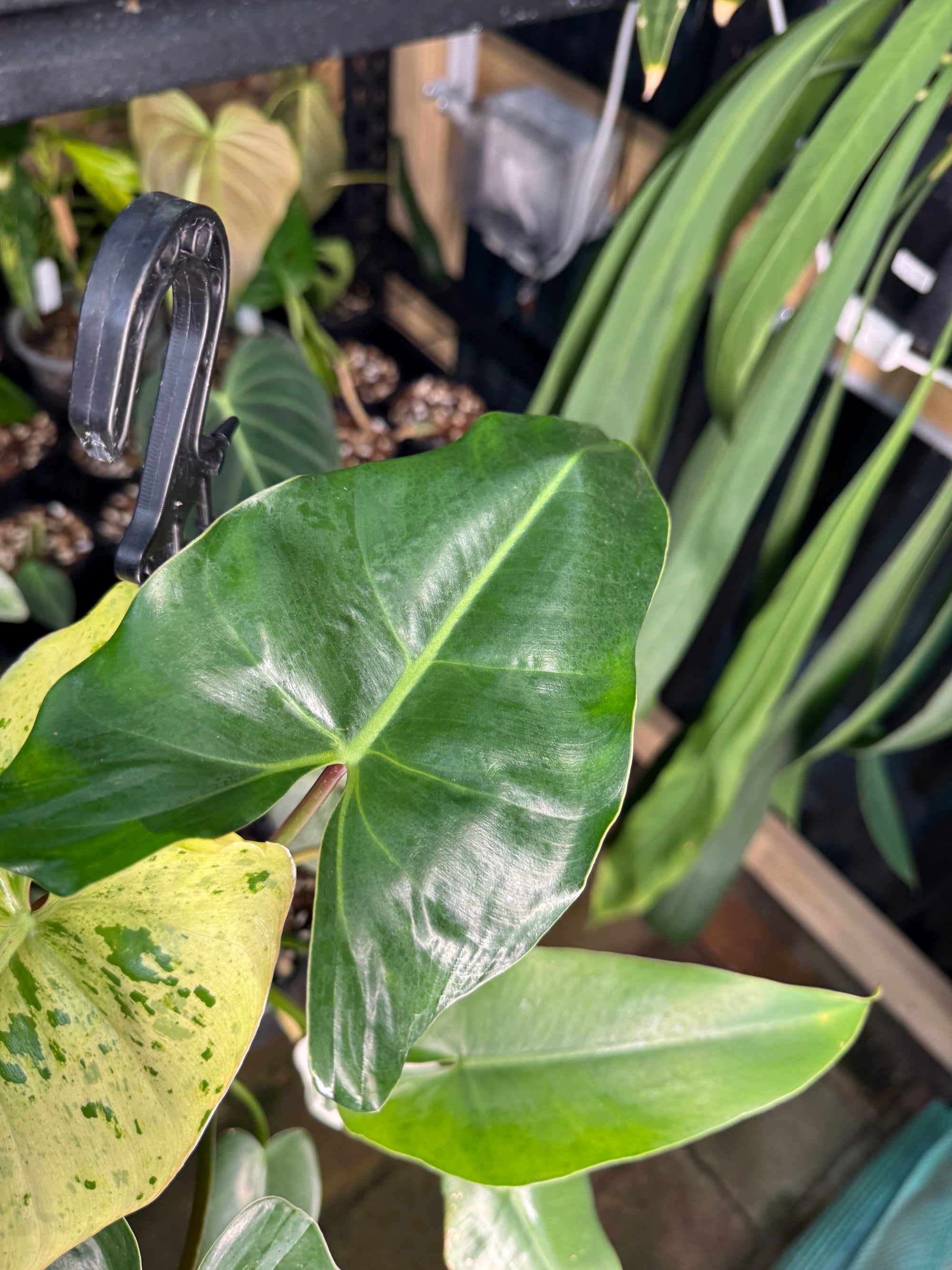 Philodendron ilsemanii