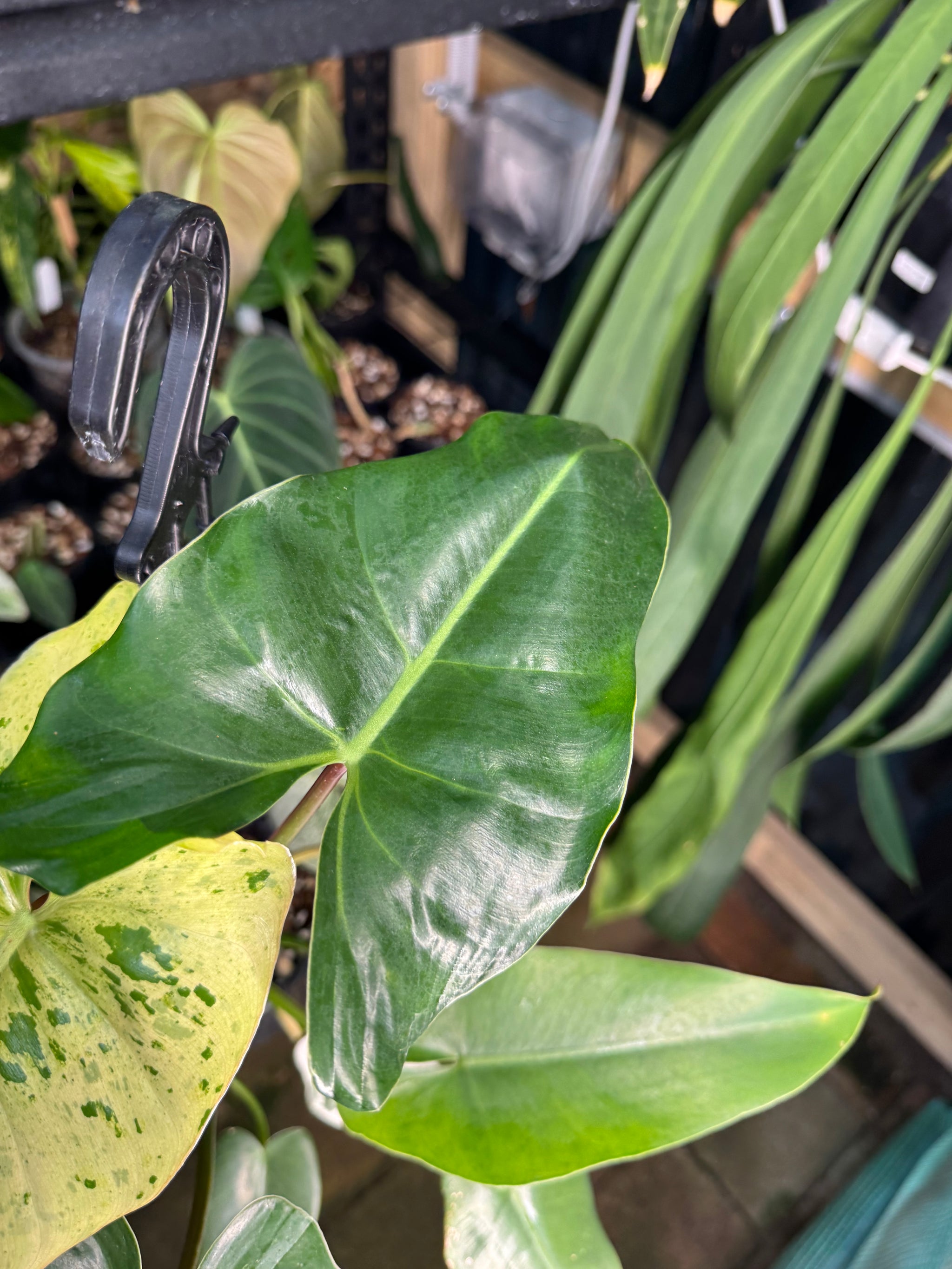 Philodendron ilsemanii