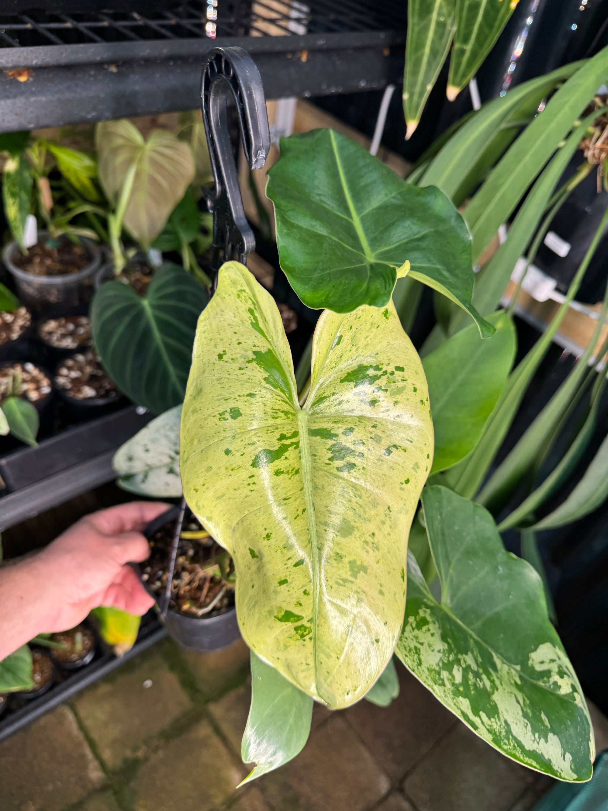 Philodendron ilsemanii — Exact Specimen
