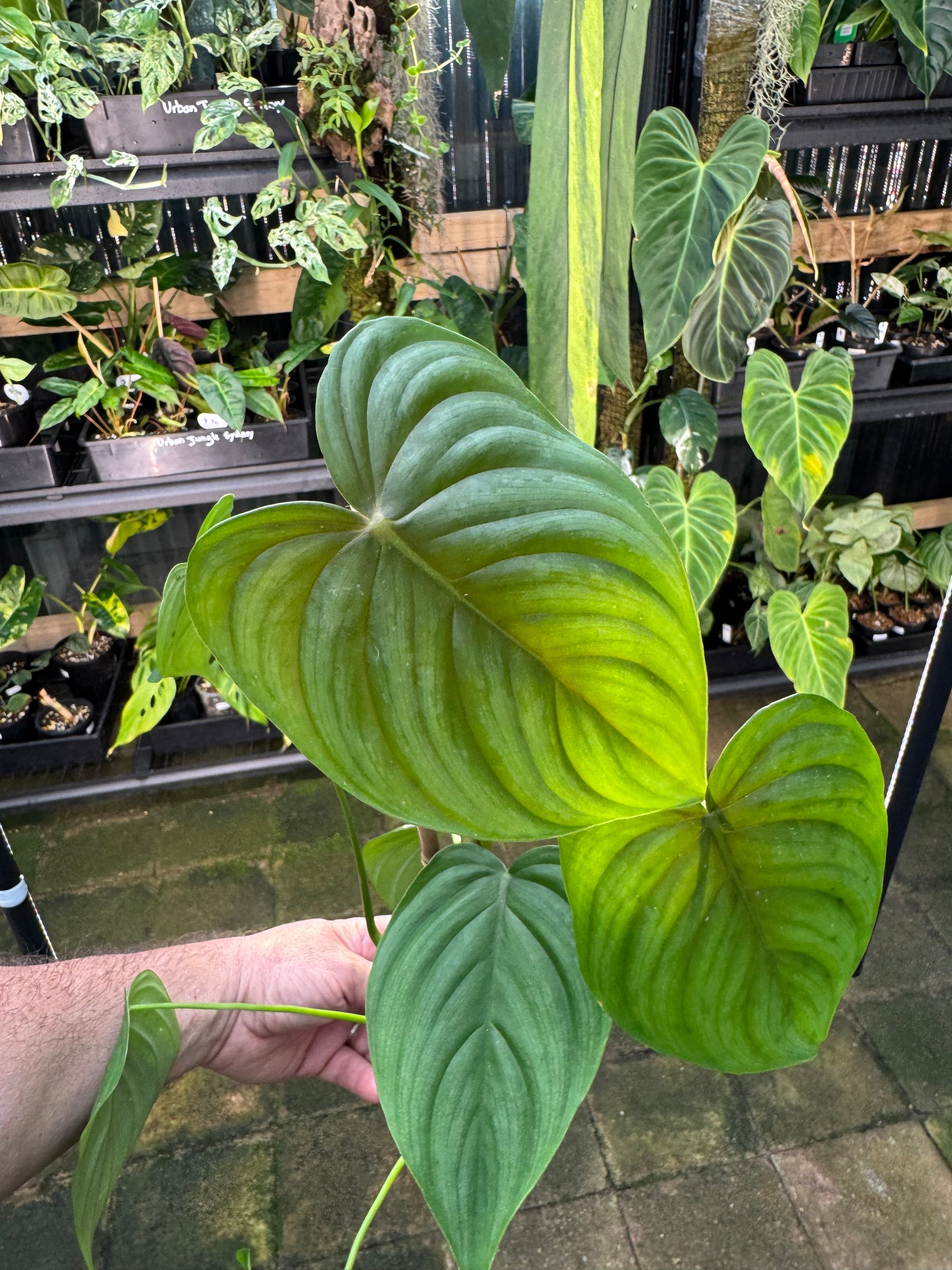 Philodendron plowmanii × tenue
