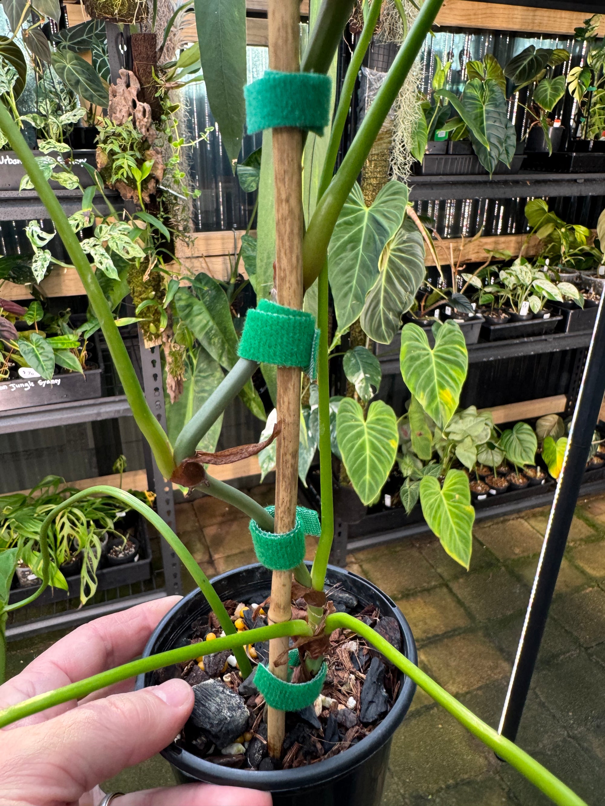 Philodendron plowmanii × tenue