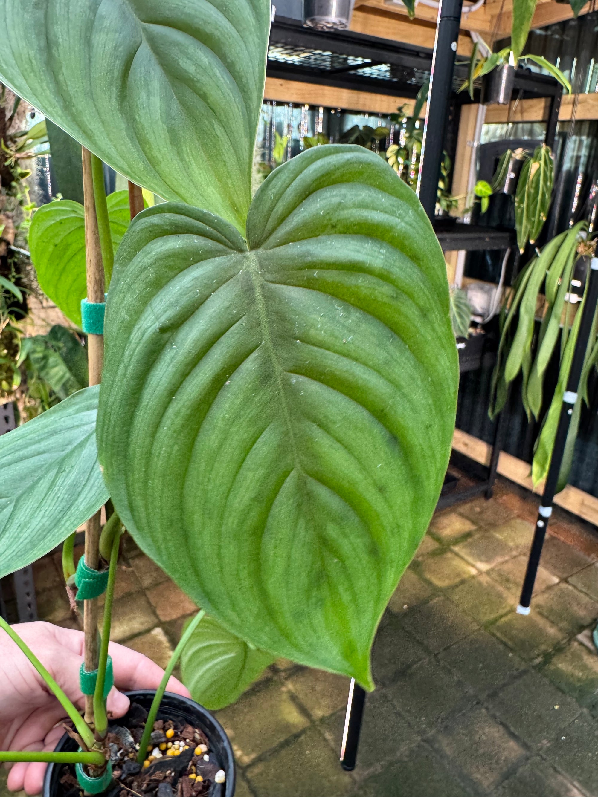 Philodendron plowmanii × tenue