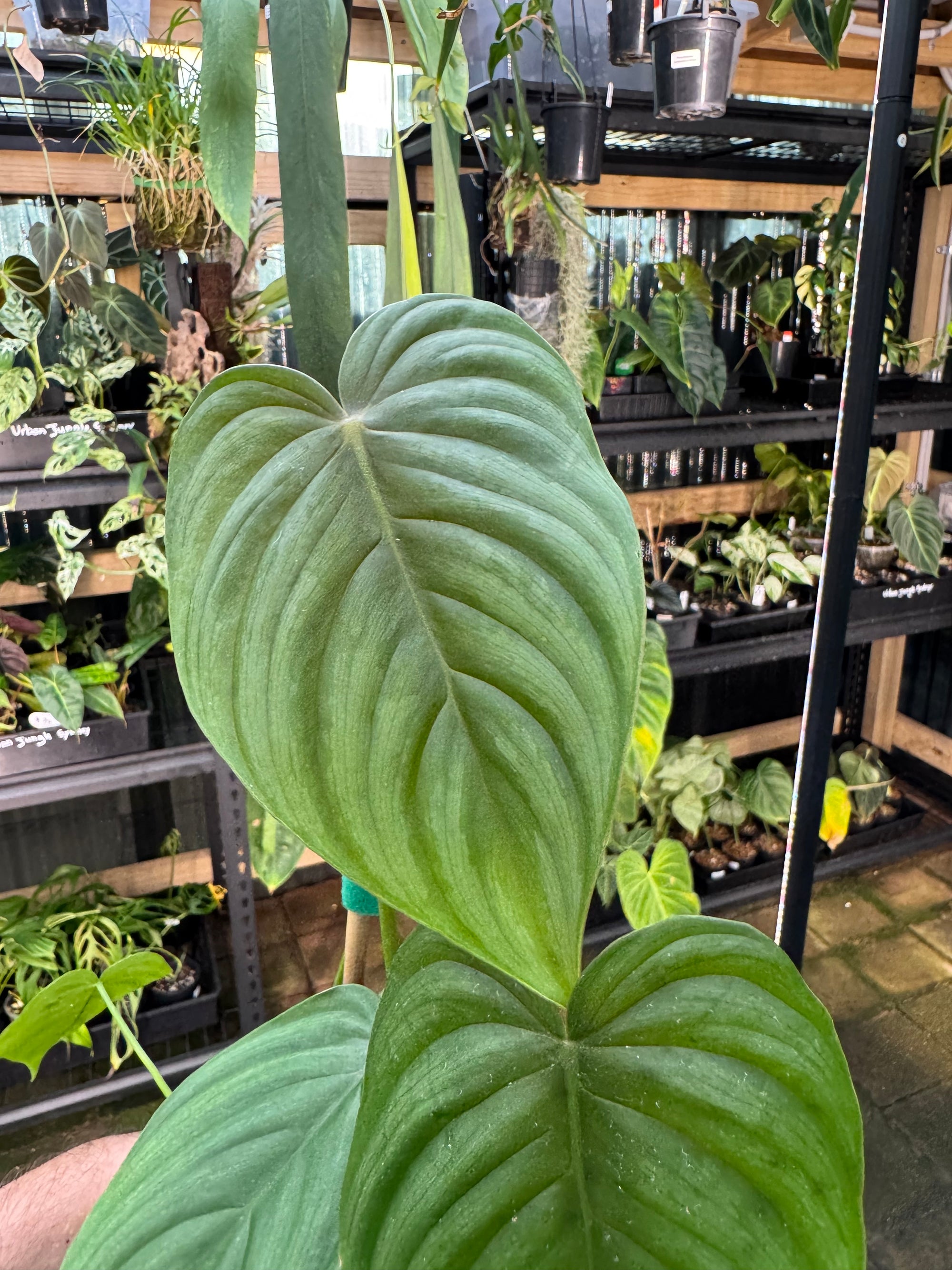 Philodendron plowmanii × tenue