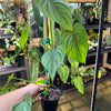 Philodendron plowmanii × tenue