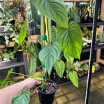 Philodendron plowmanii × tenue