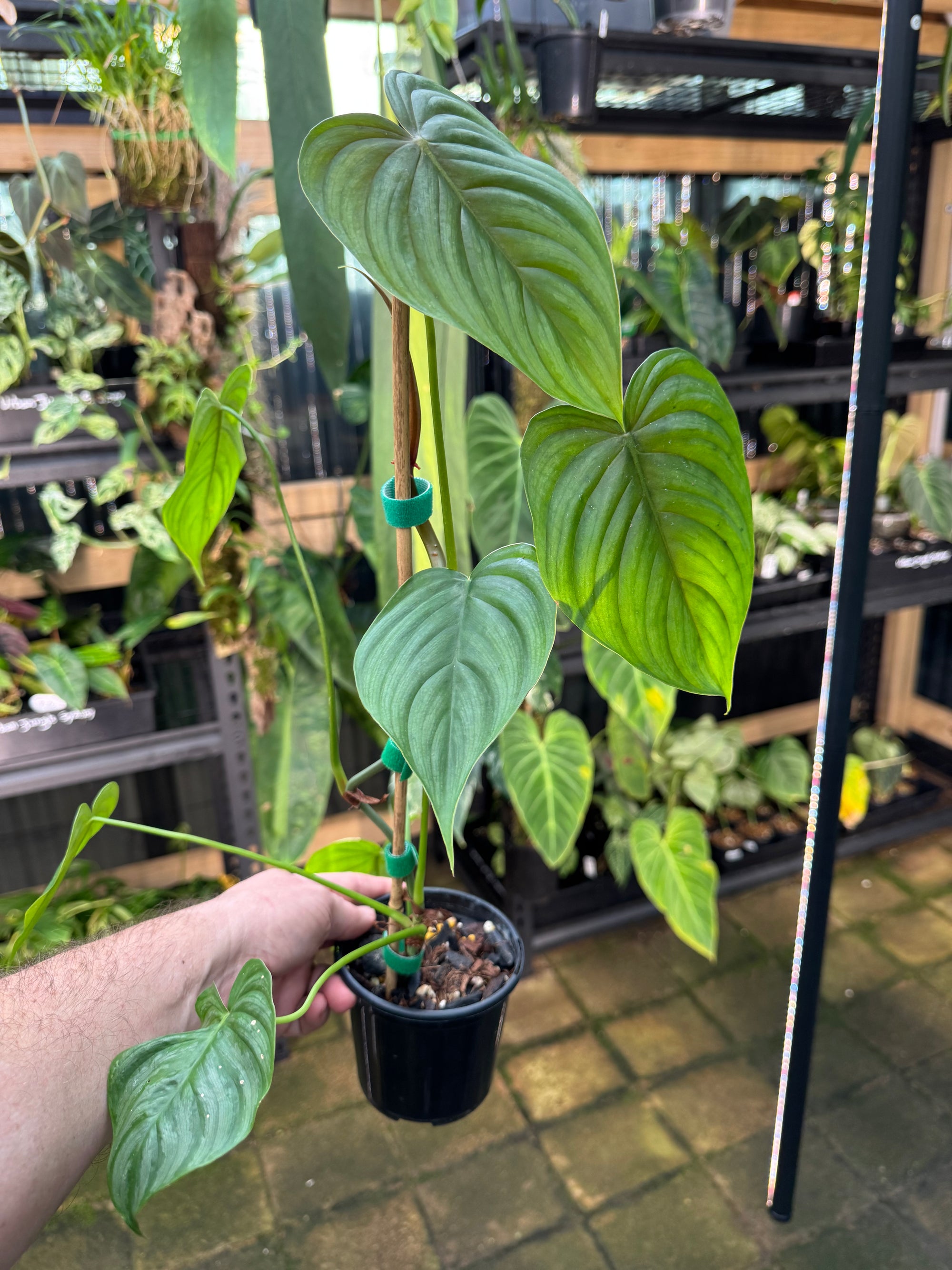 Philodendron plowmanii × tenue