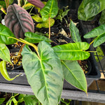 Philodendron Billicosum