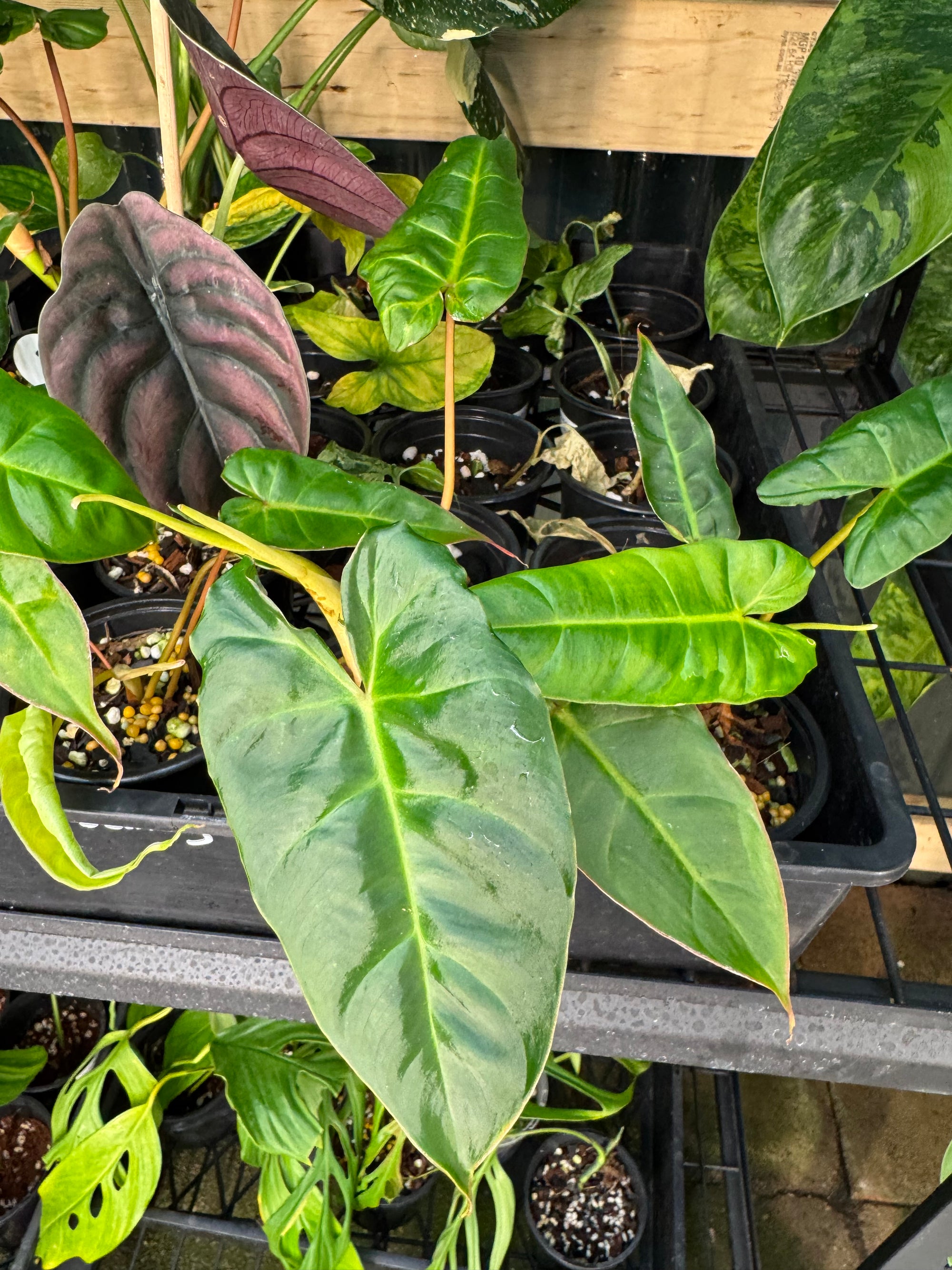 Philodendron Billicosum