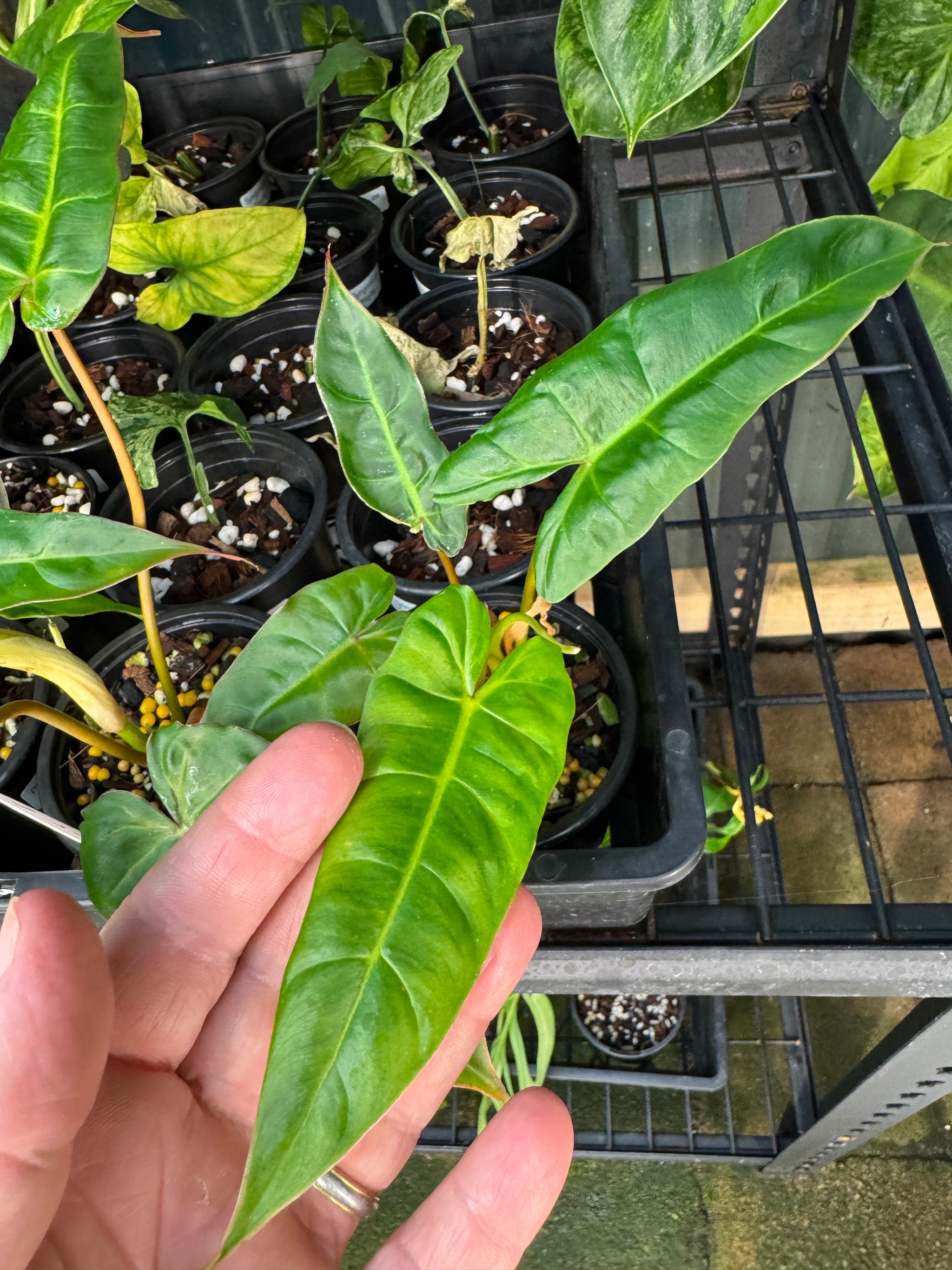 Philodendron Billicosum