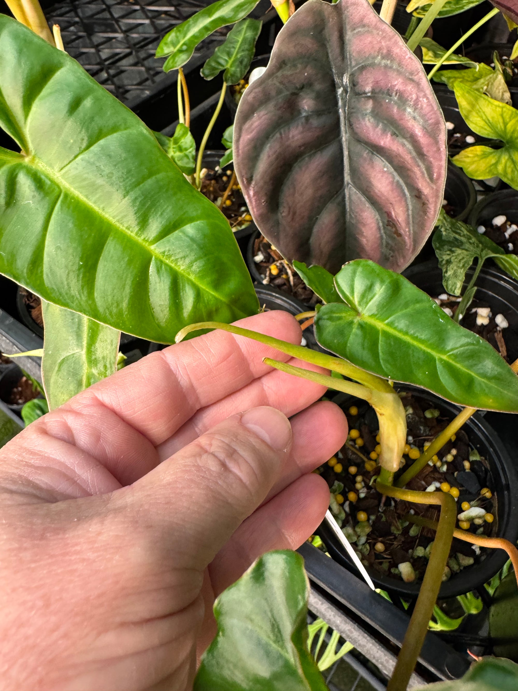 Philodendron Billicosum