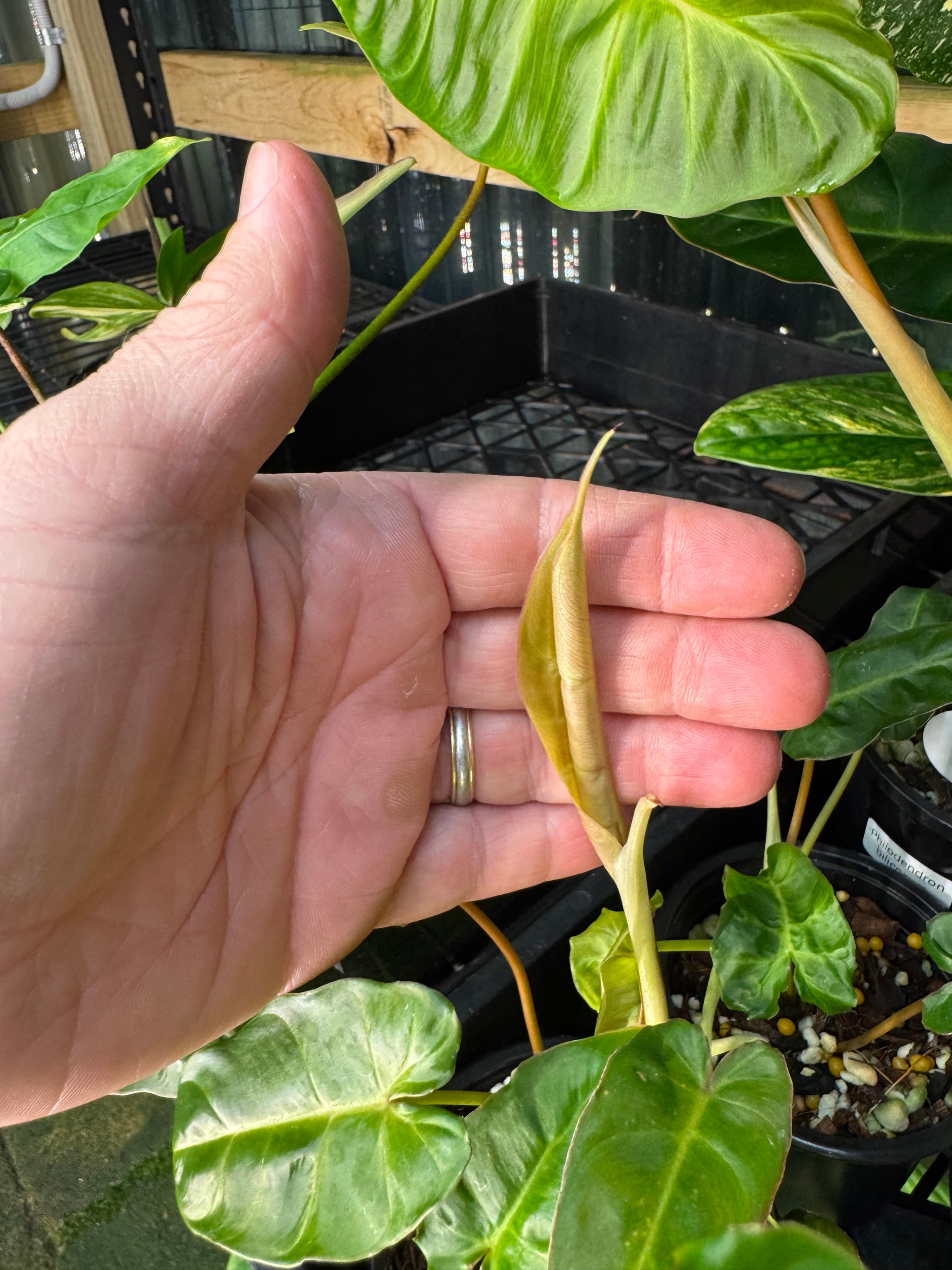 Philodendron Billicosum