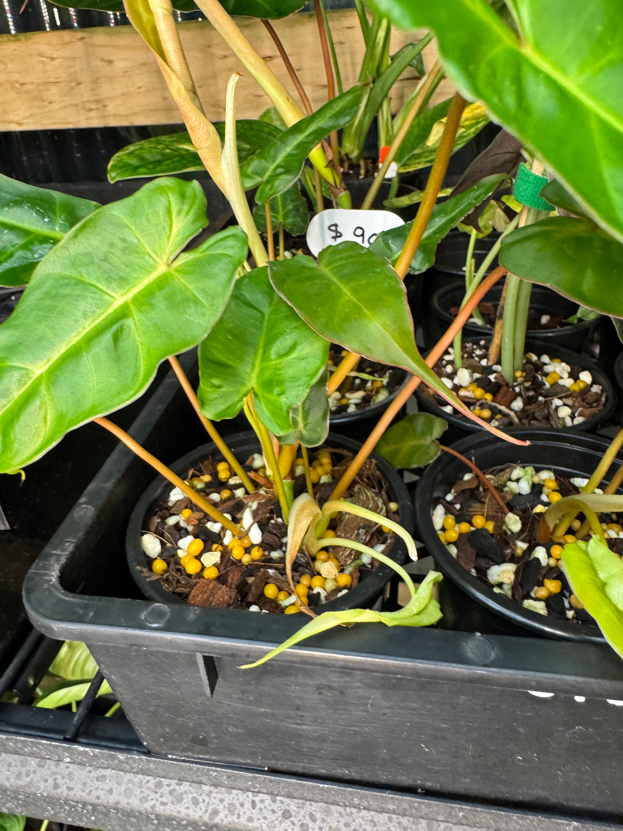 Philodendron Billicosum