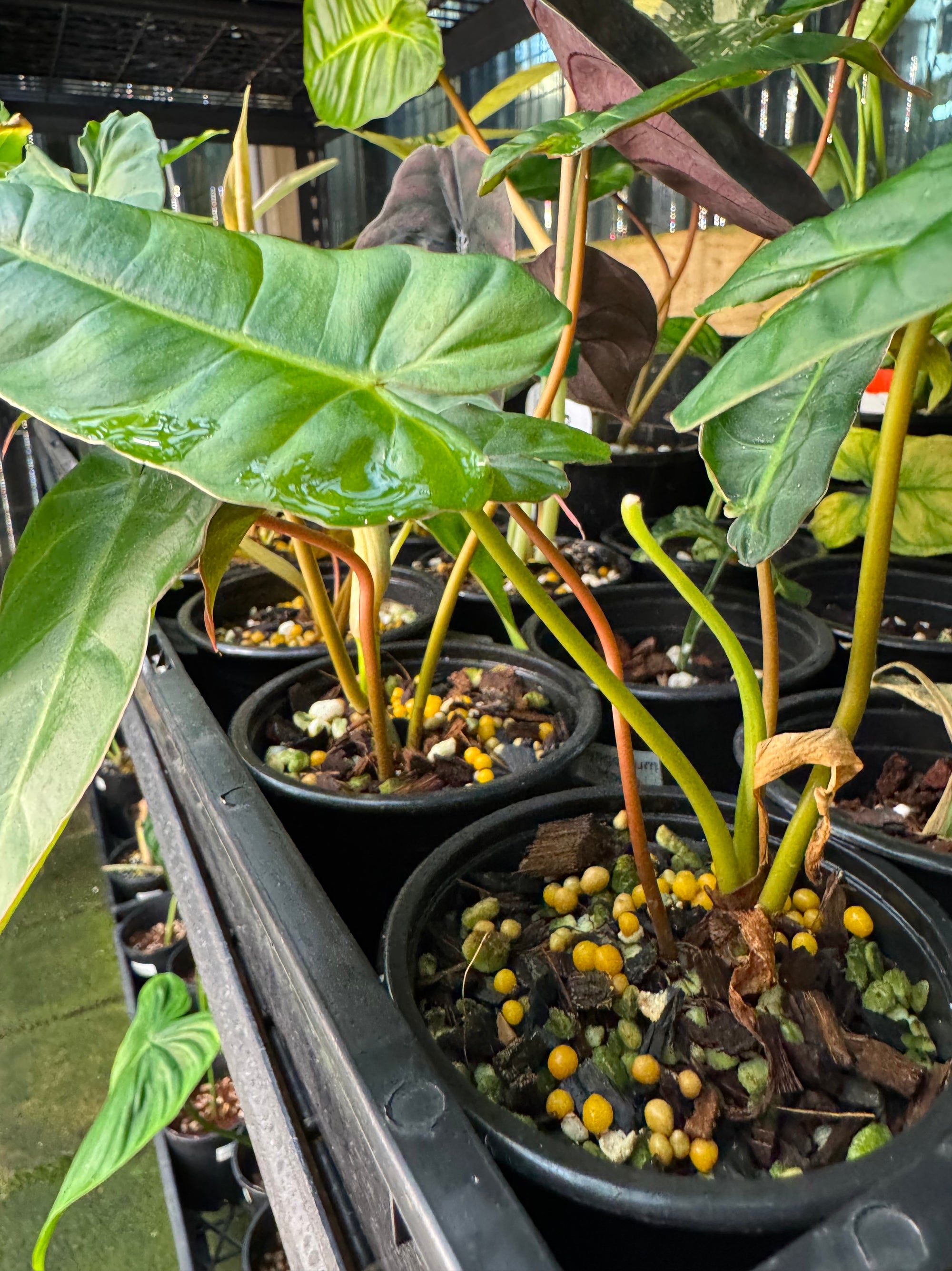 Philodendron Billicosum
