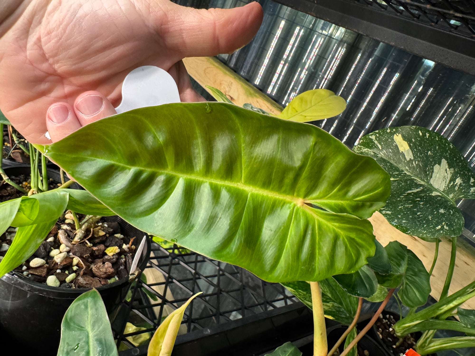 Philodendron Billicosum