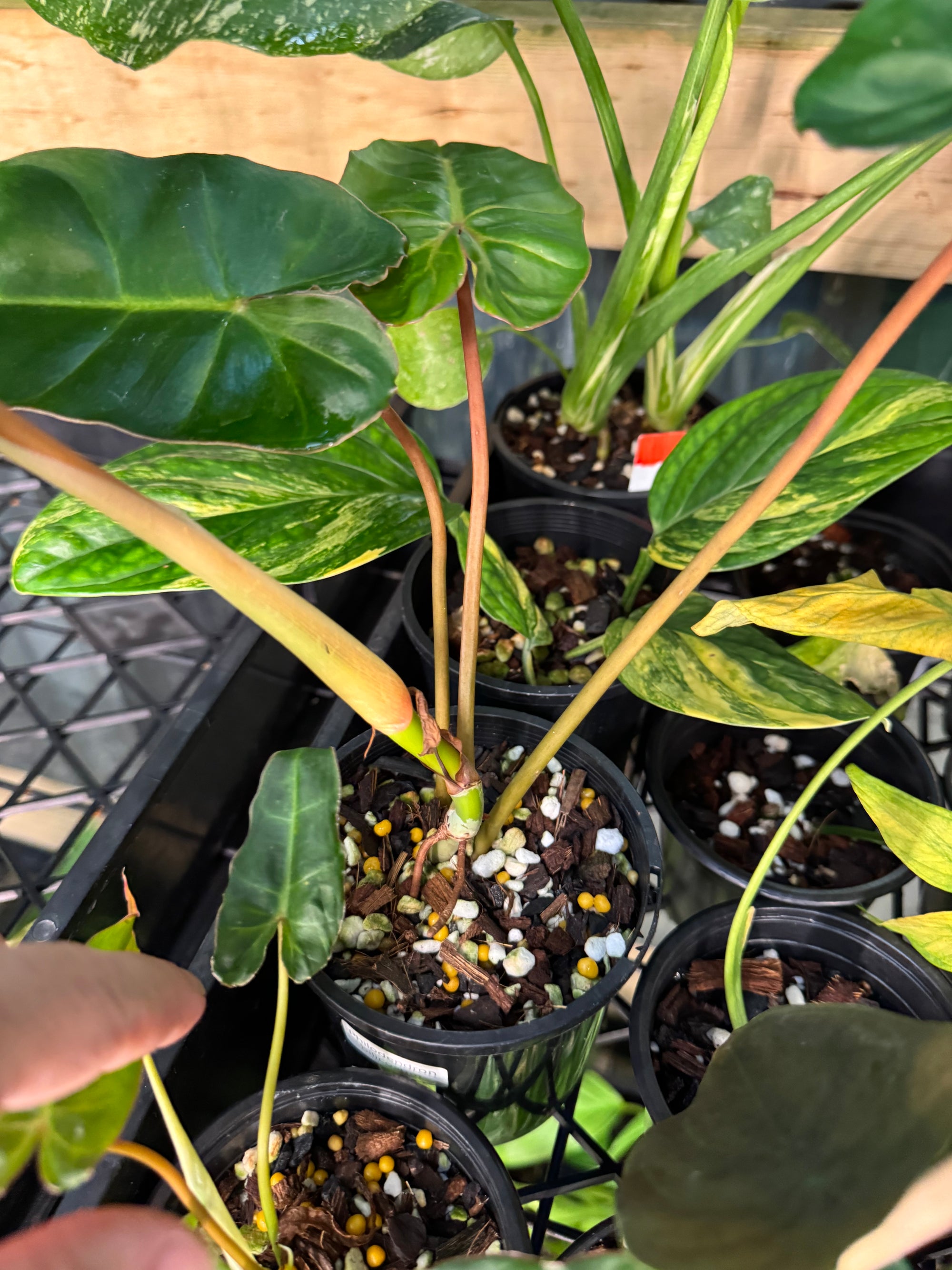Philodendron Billicosum