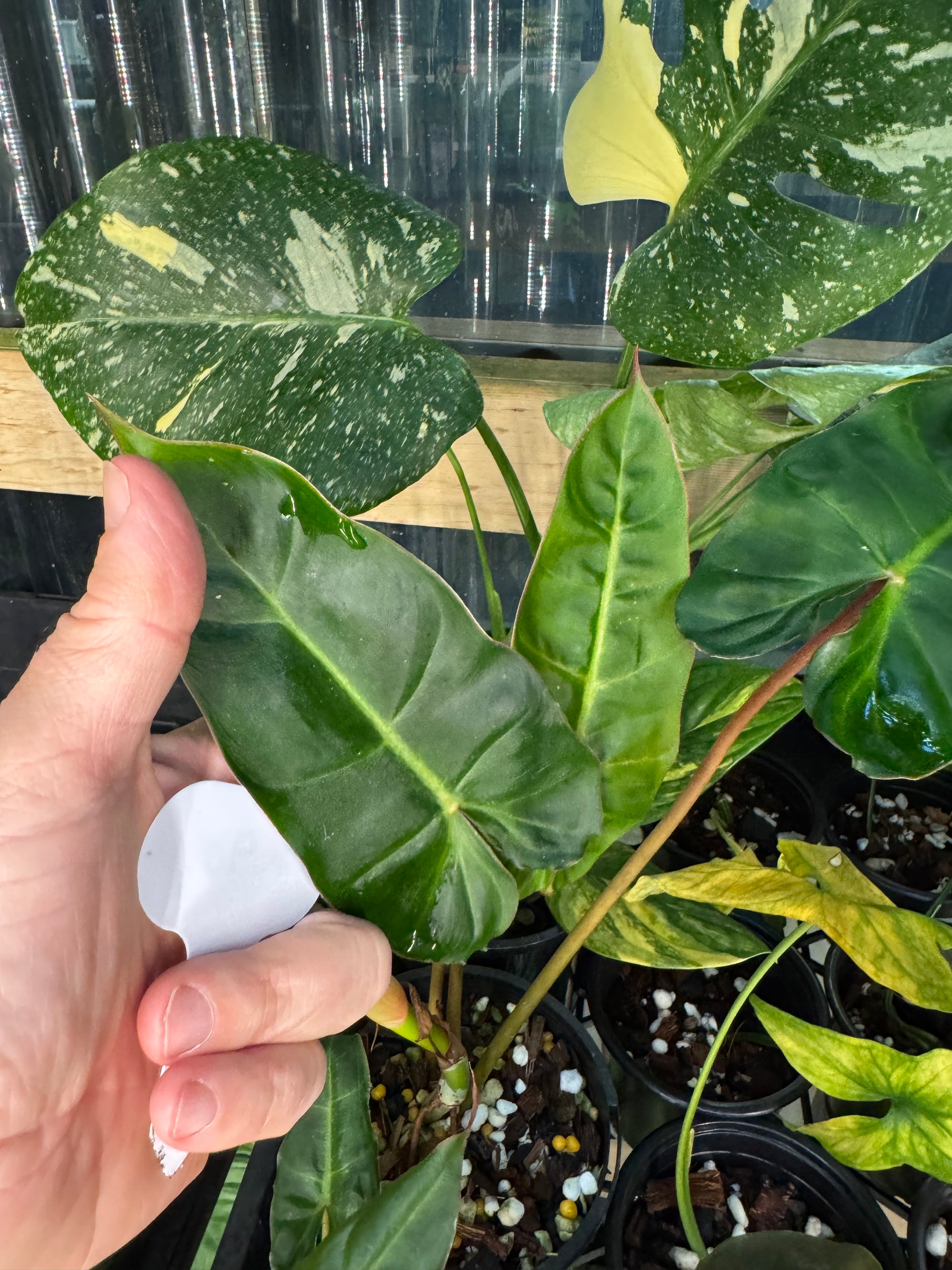 Philodendron Billicosum