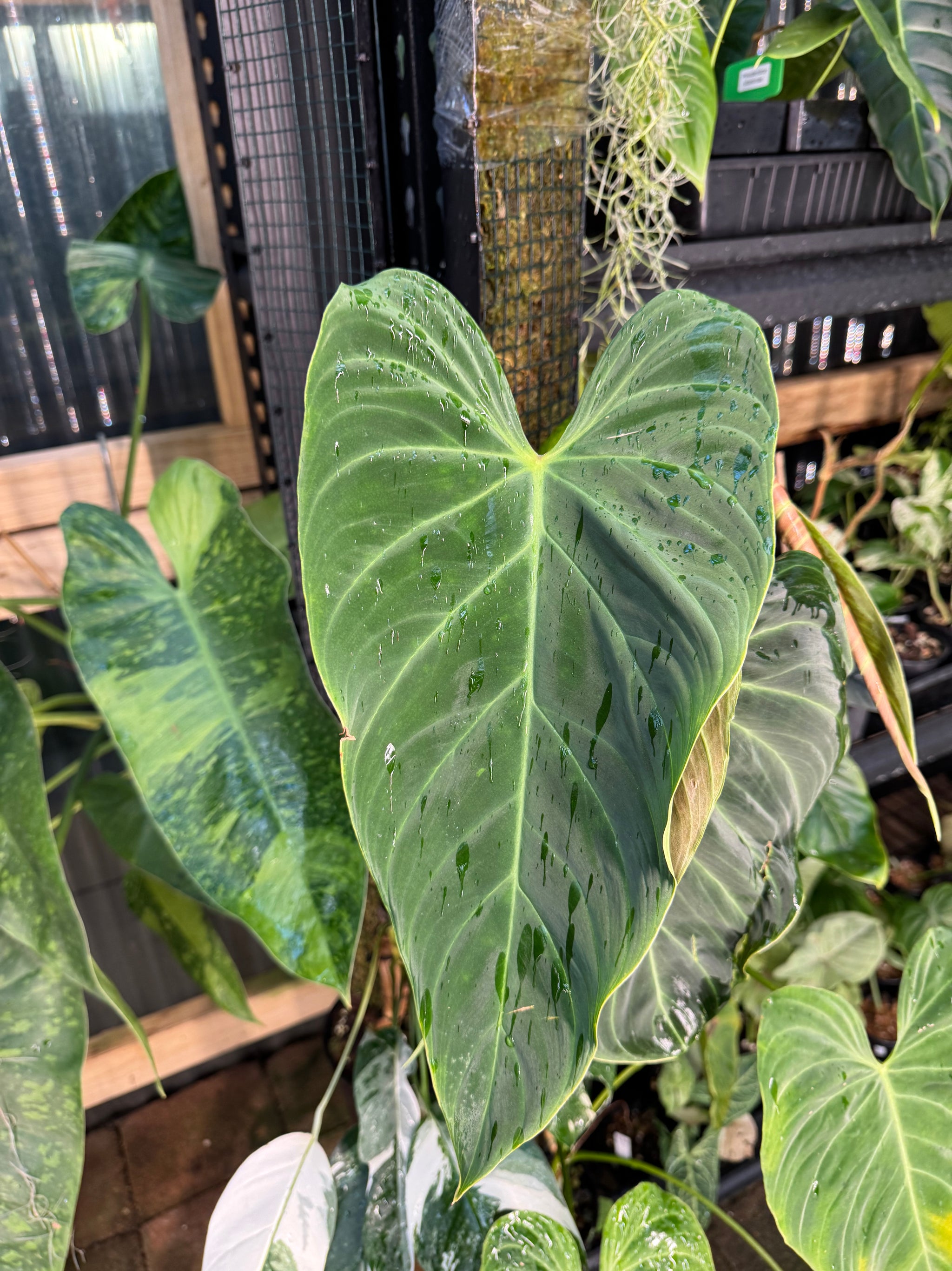 Philodendron 'Splendid'  - Moss Pole Specimen