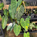 Philodendron 'Splendid'  - Moss Pole Specimen