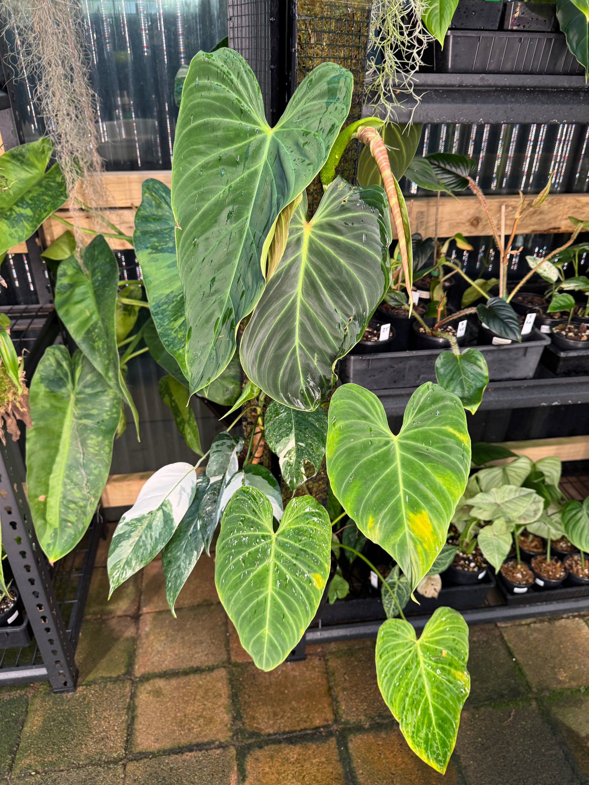 Philodendron 'Splendid'  - Moss Pole Specimen