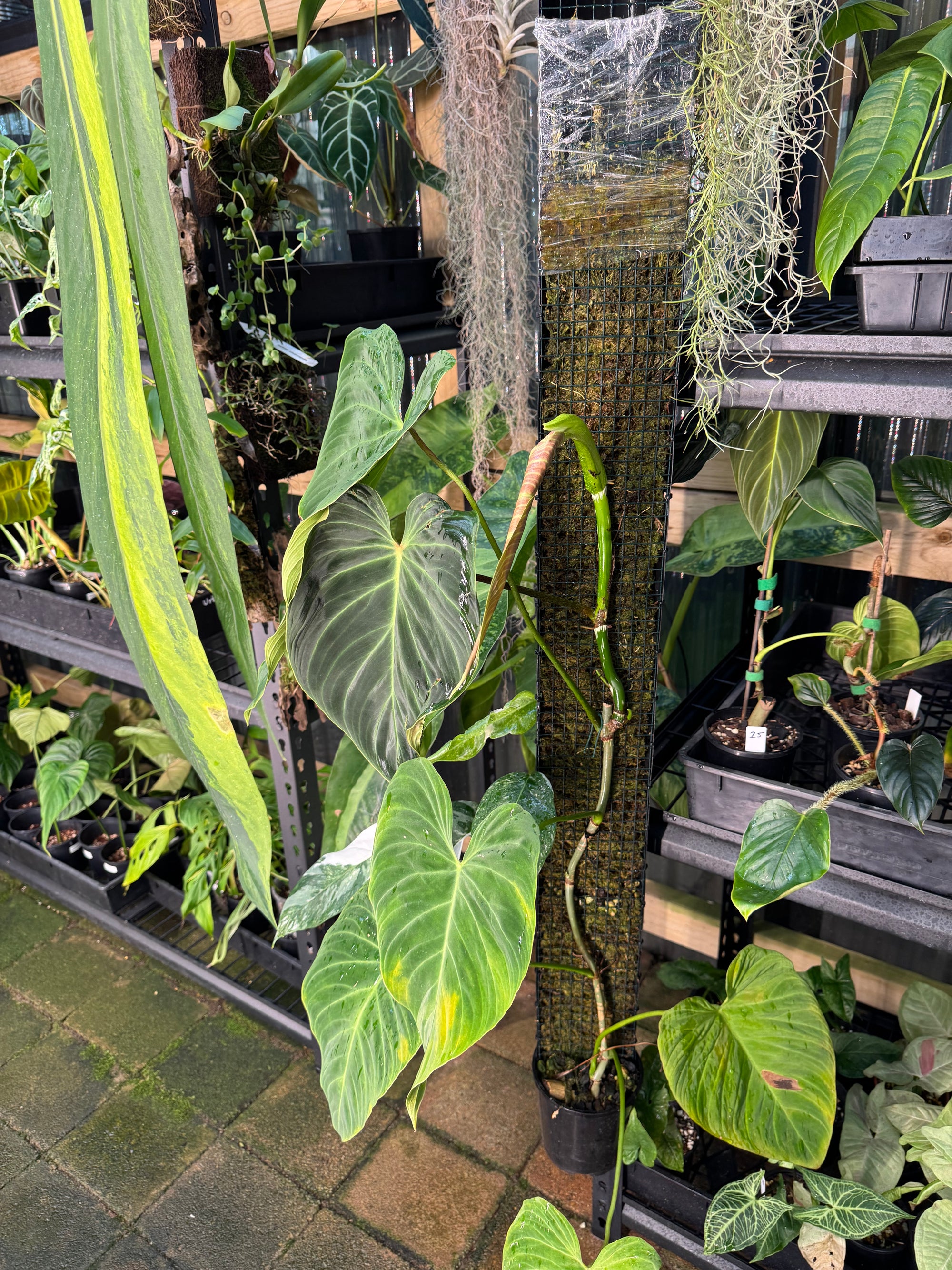 Philodendron 'Splendid'  - Moss Pole Specimen