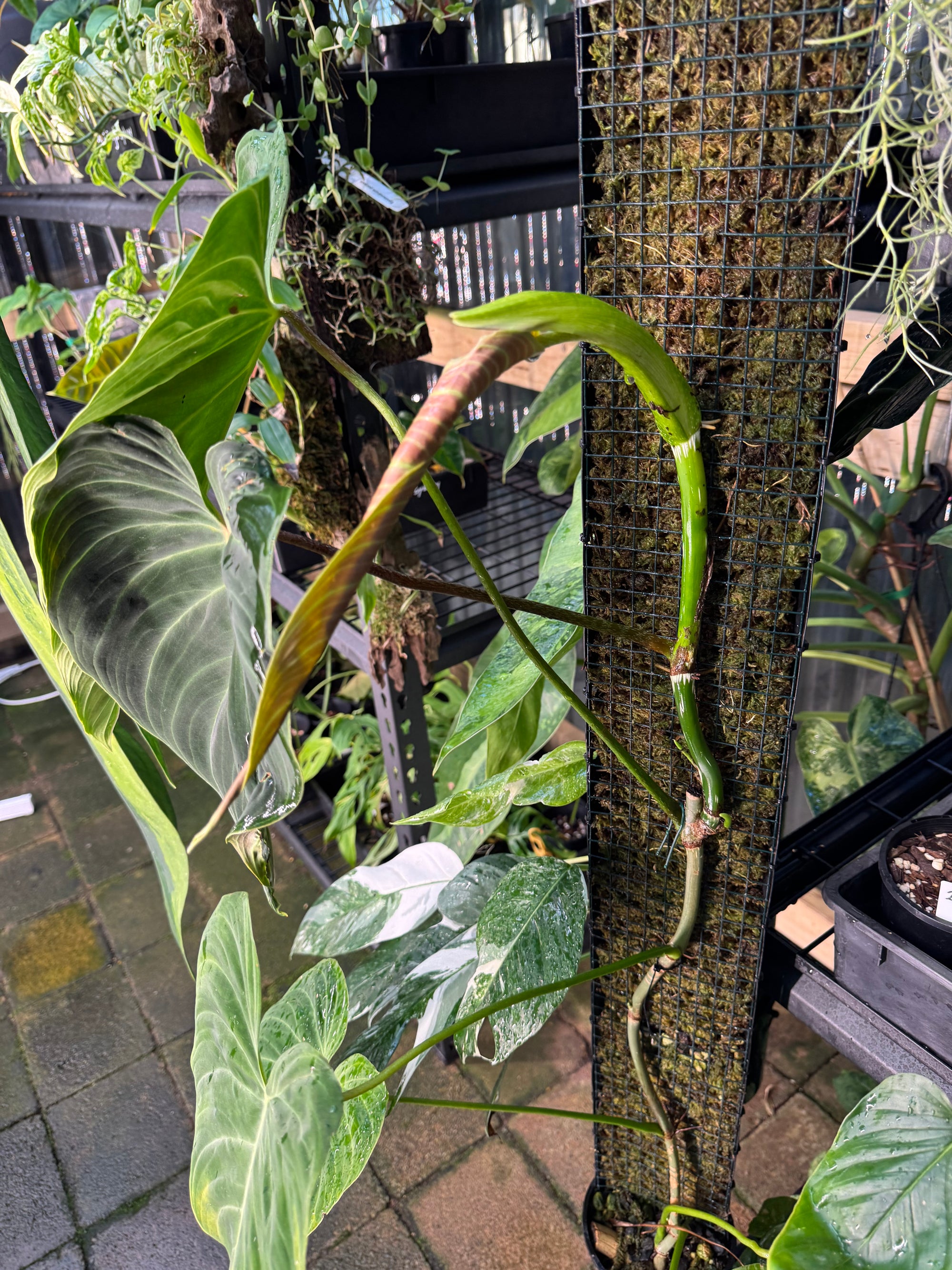 Philodendron 'Splendid'  - Moss Pole Specimen