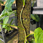 Philodendron 'Splendid'  - Moss Pole Specimen