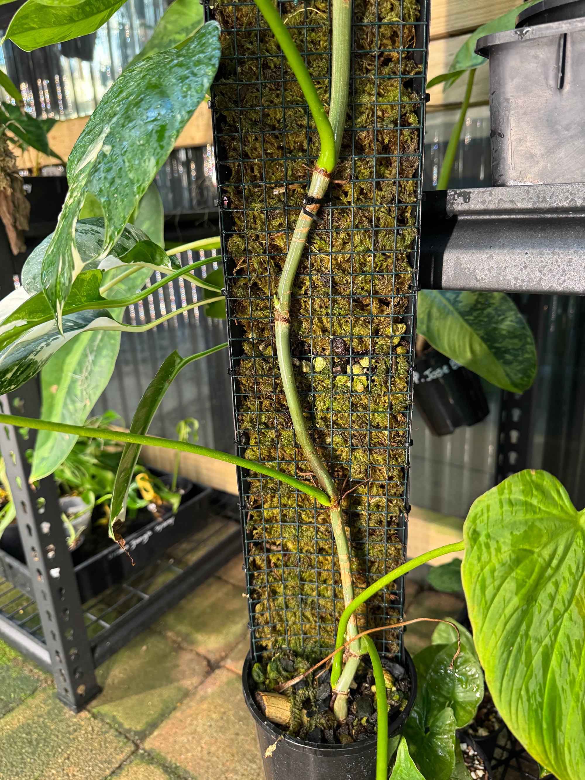 Philodendron 'Splendid'  - Moss Pole Specimen