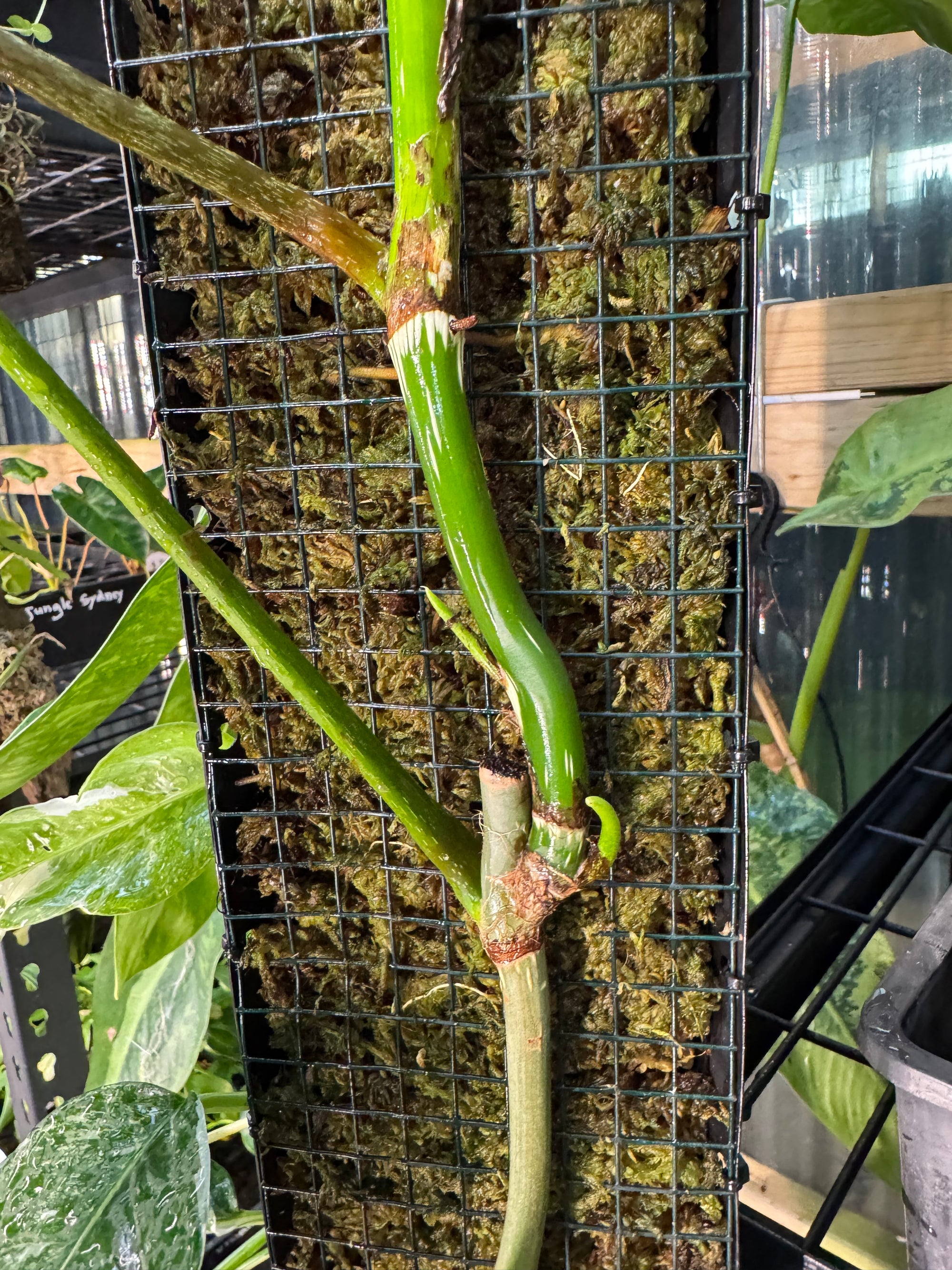 Philodendron 'Splendid'  - Moss Pole Specimen