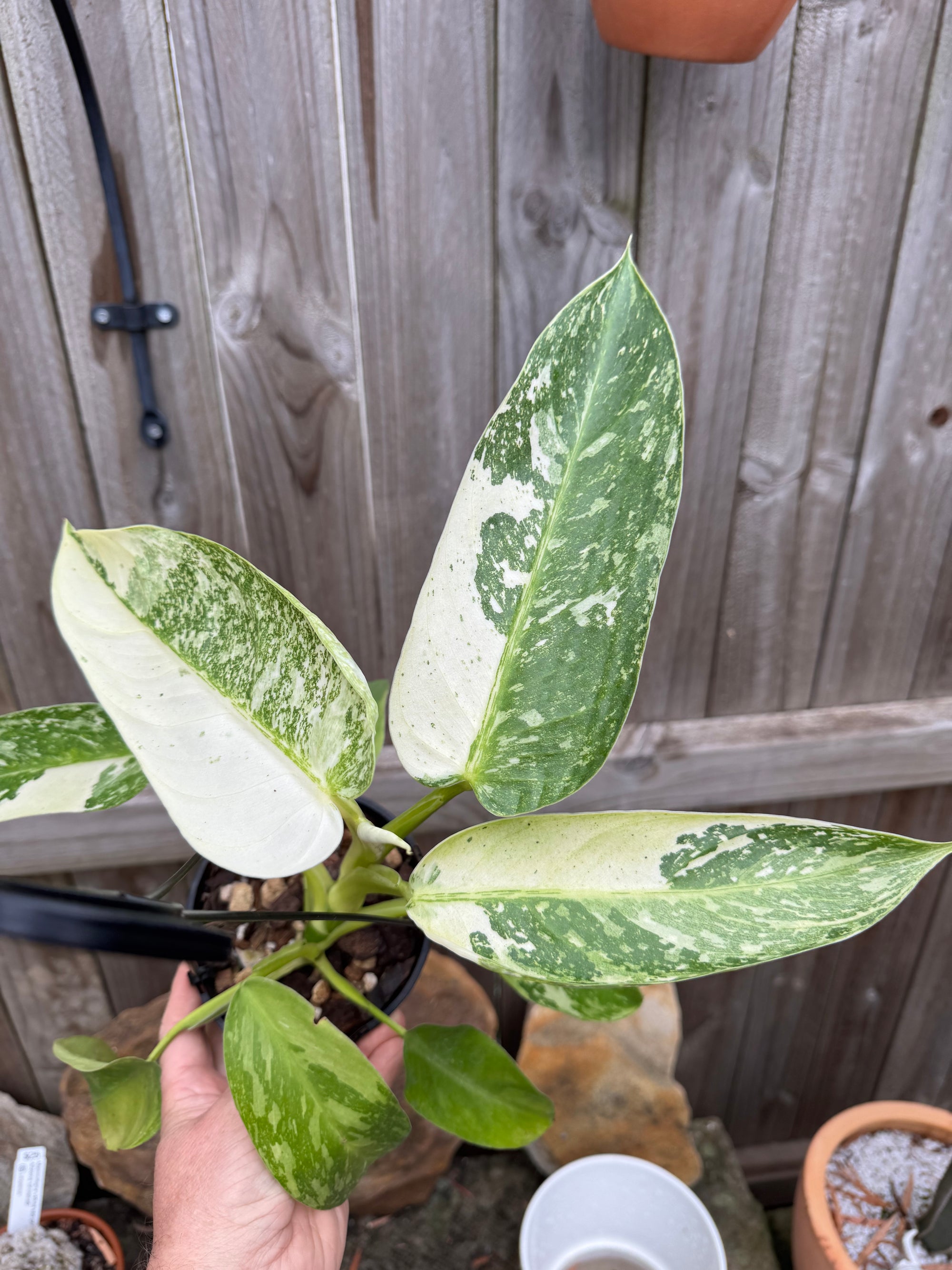 Philodendron 'Jose Buono'