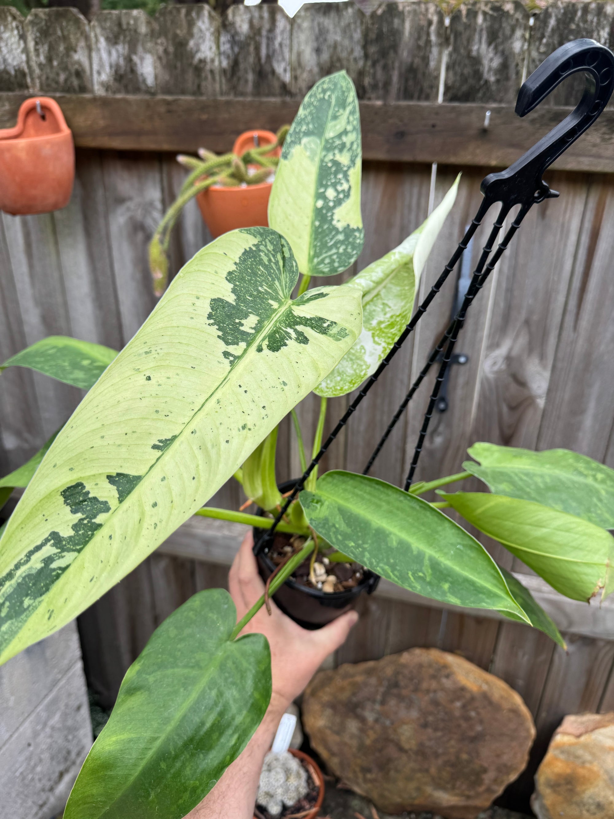 Philodendron 'Jose Buono'