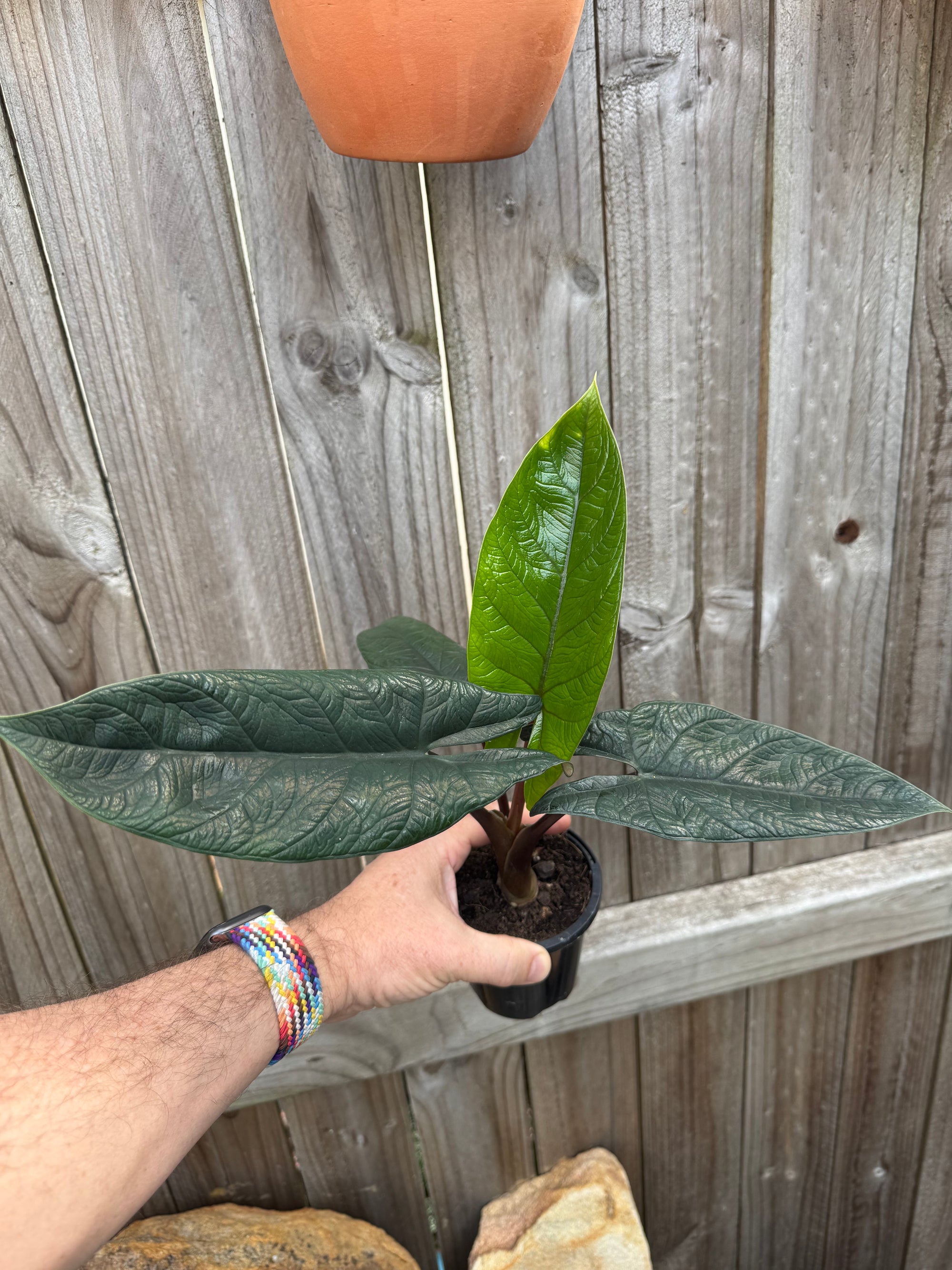 Alocasia scalprum