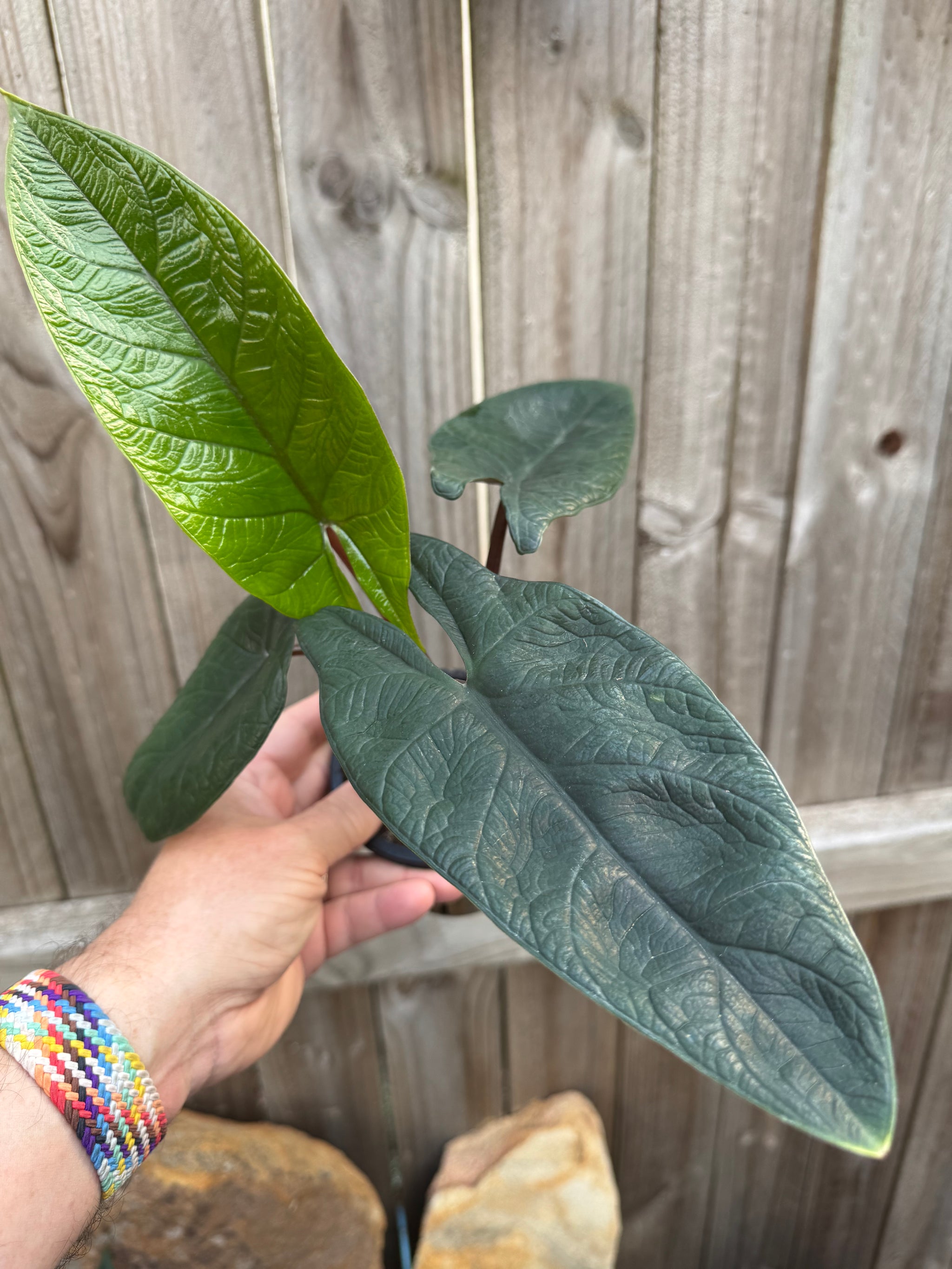 Alocasia scalprum