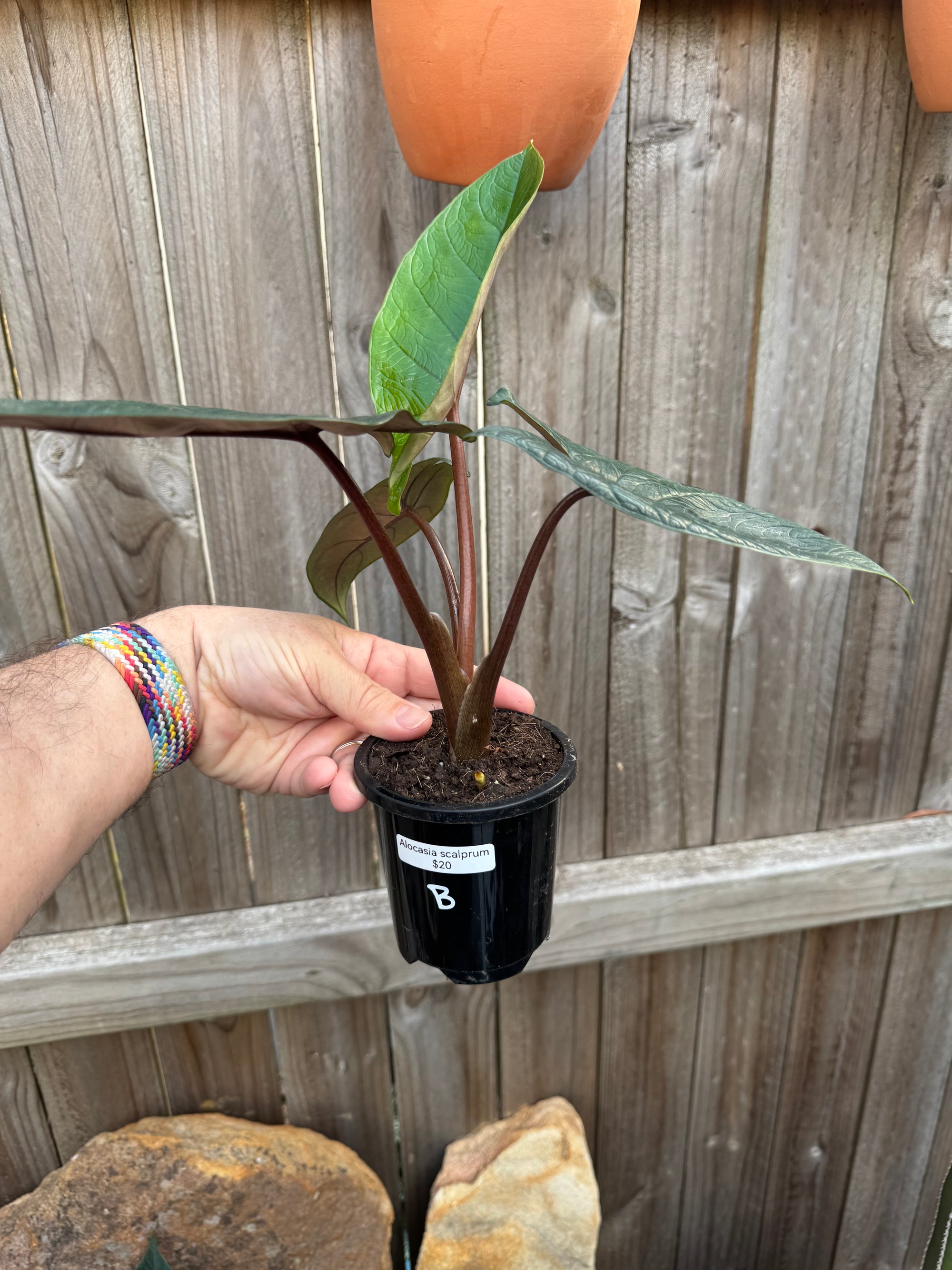 Alocasia scalprum