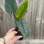 Alocasia scalprum