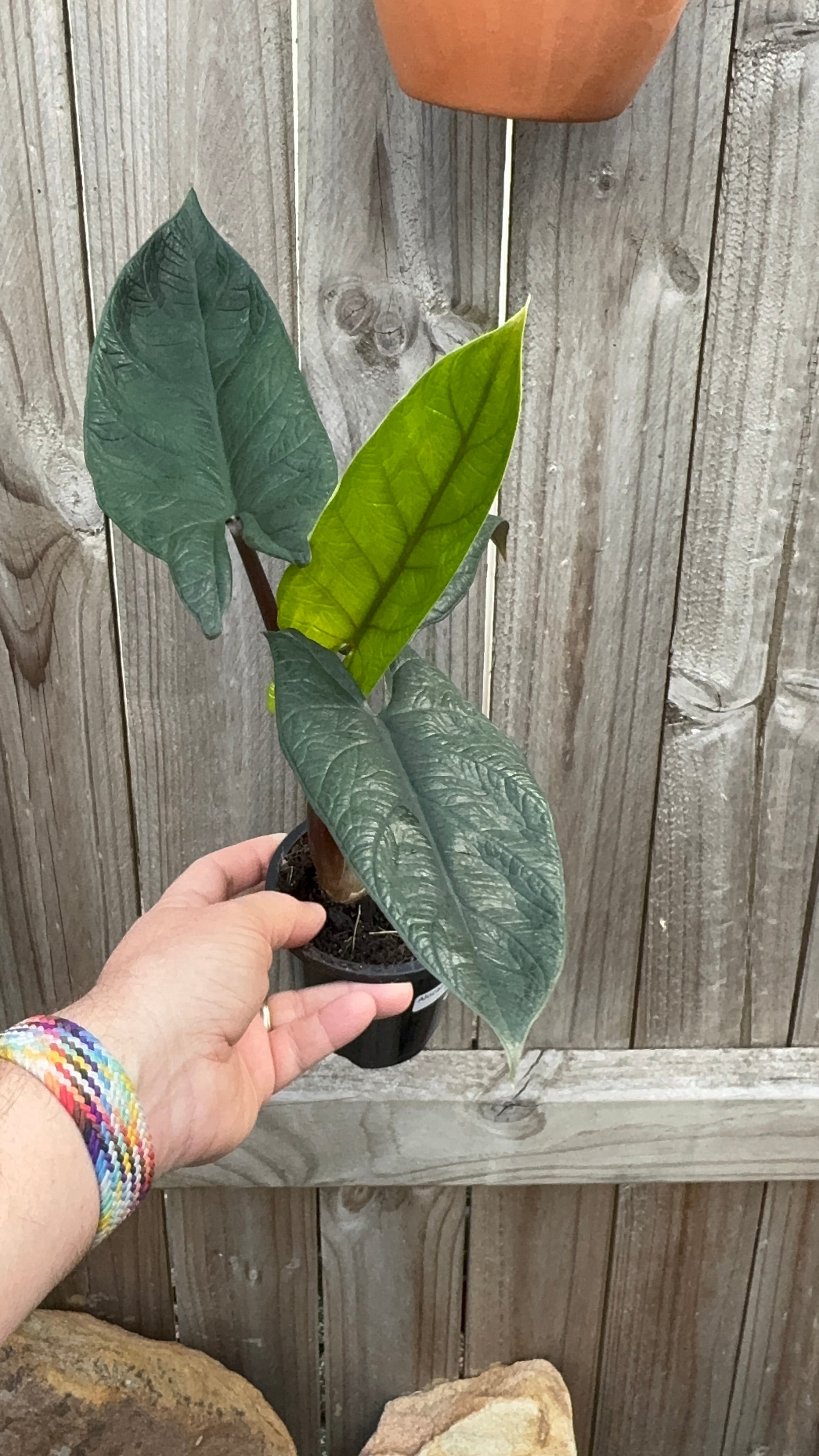 Alocasia scalprum