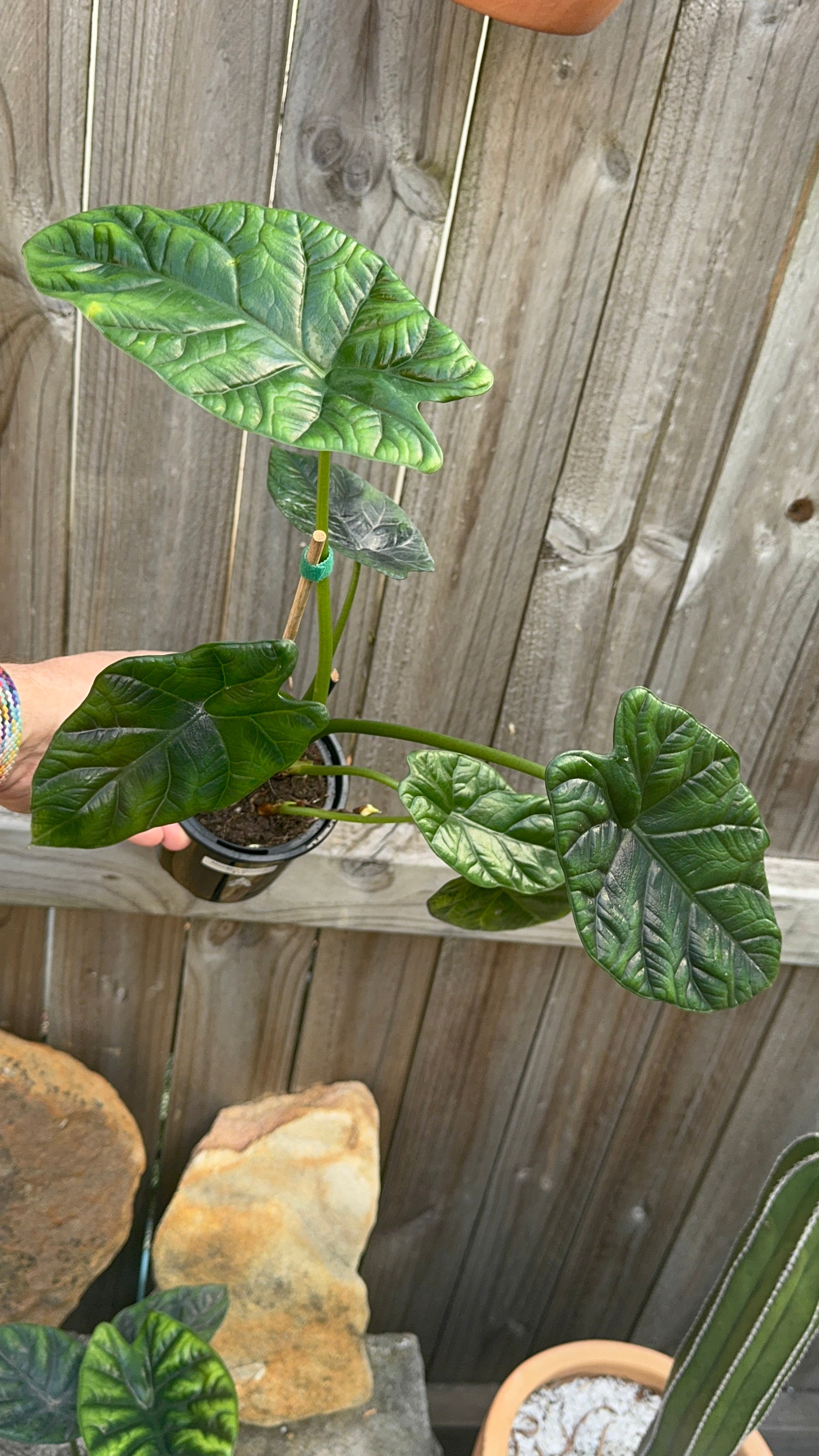 Alocasia sinuata