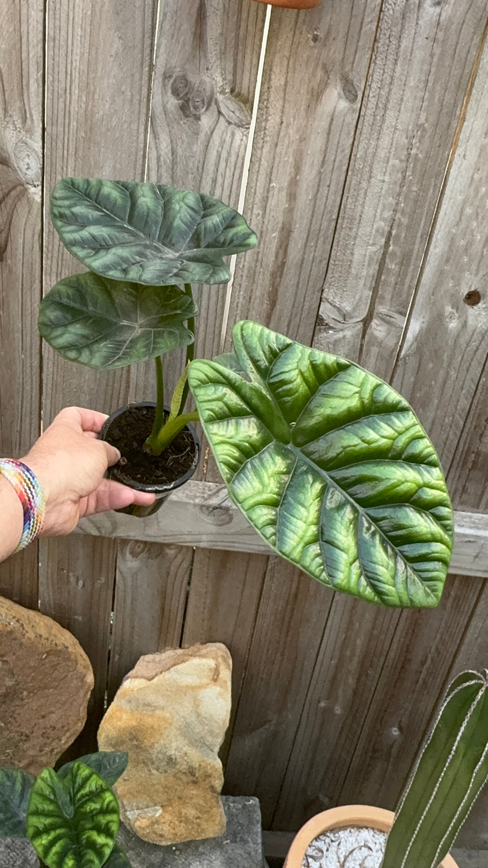 Alocasia sinuata