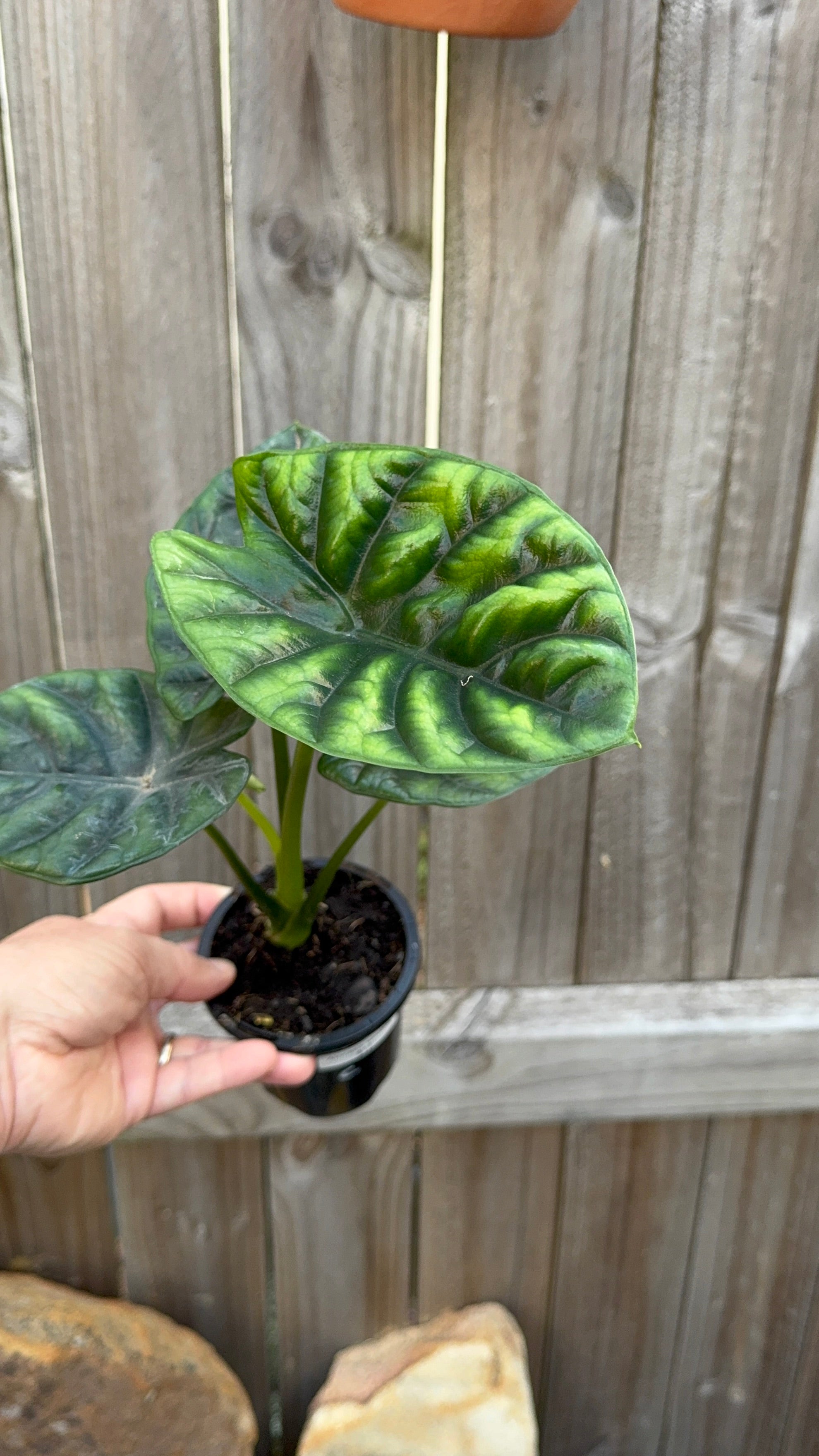 Alocasia sinuata