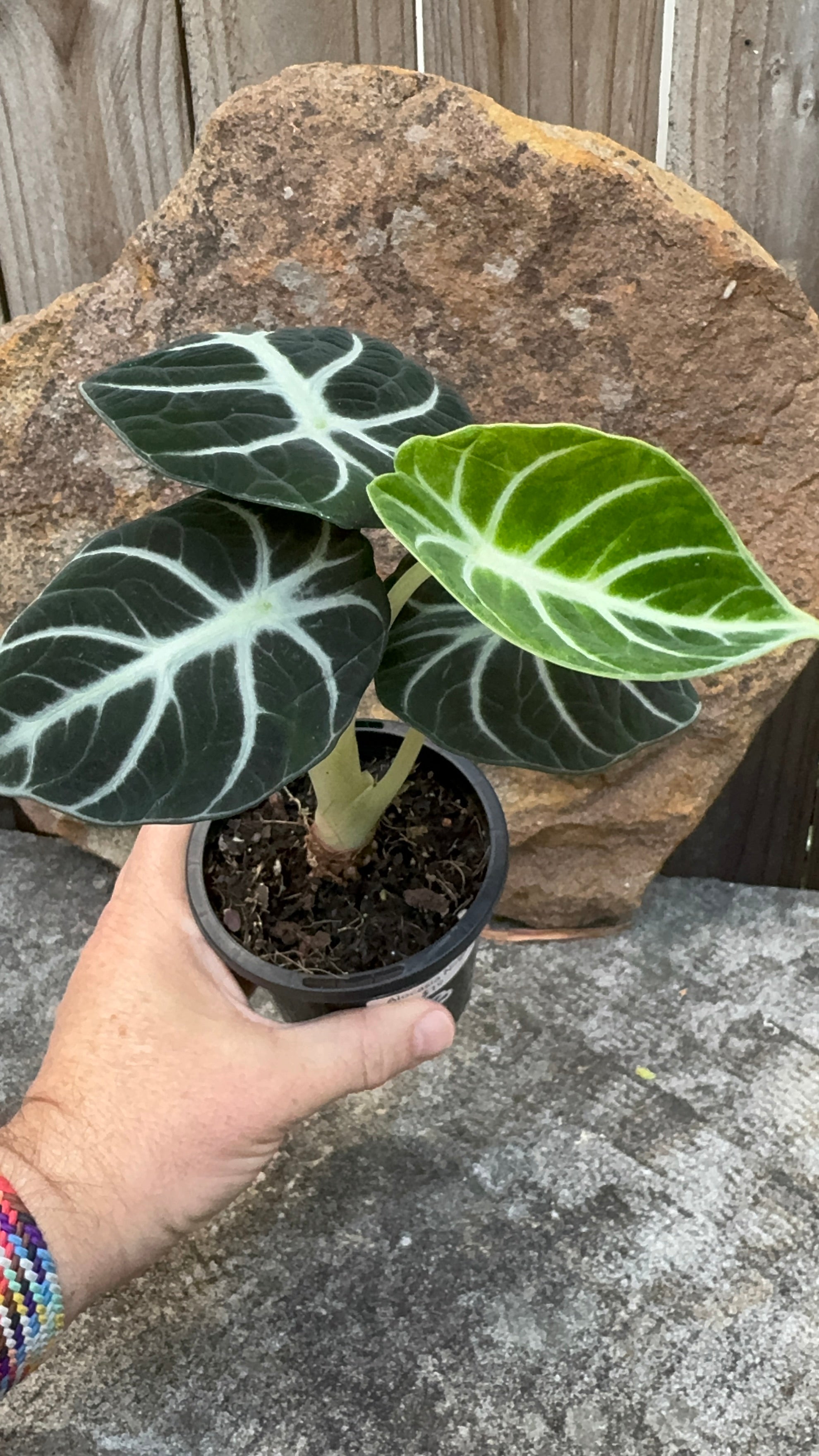 Alocasia 'Ninja'