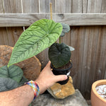 Alocasia Melo