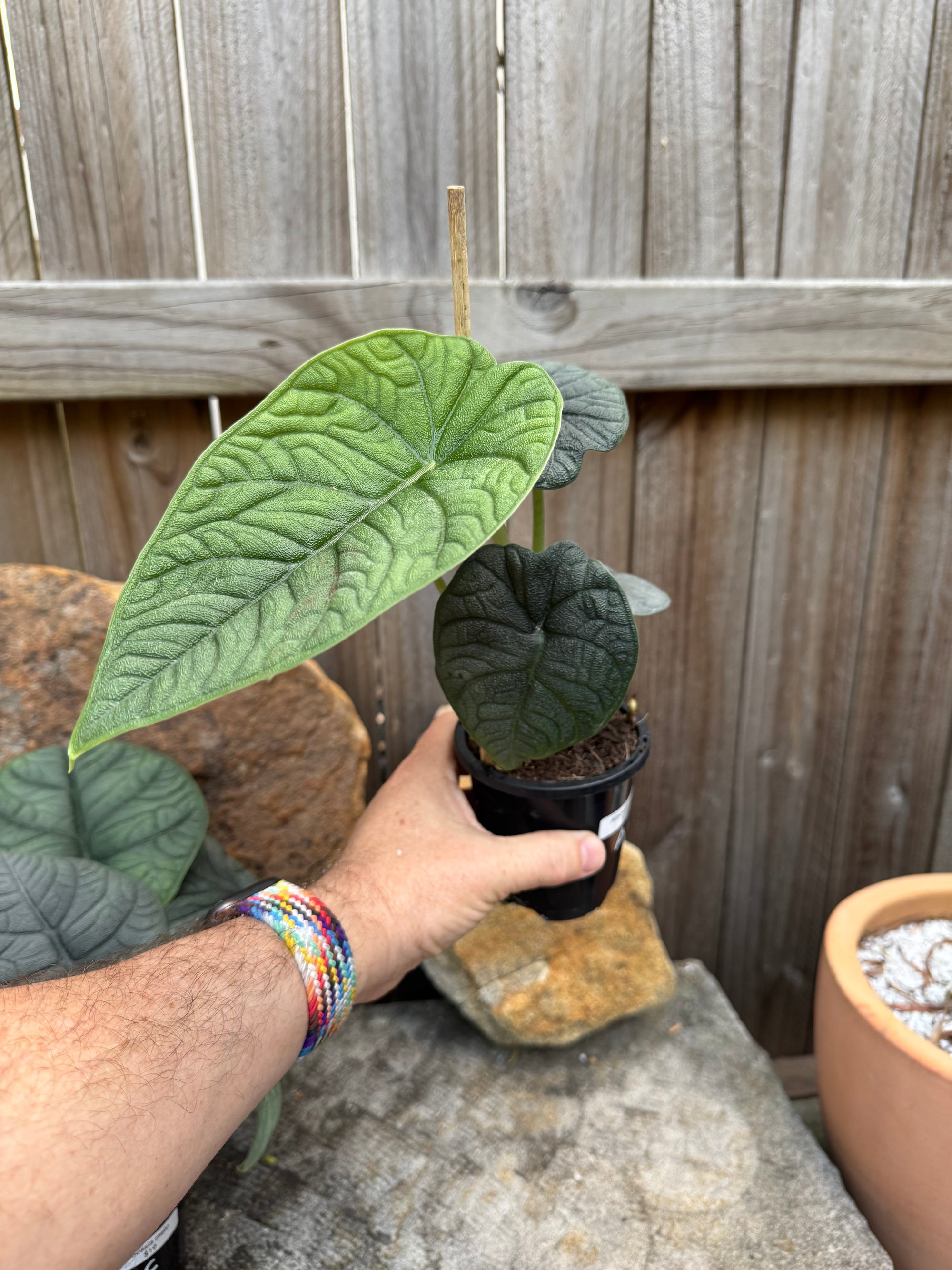 Alocasia Melo