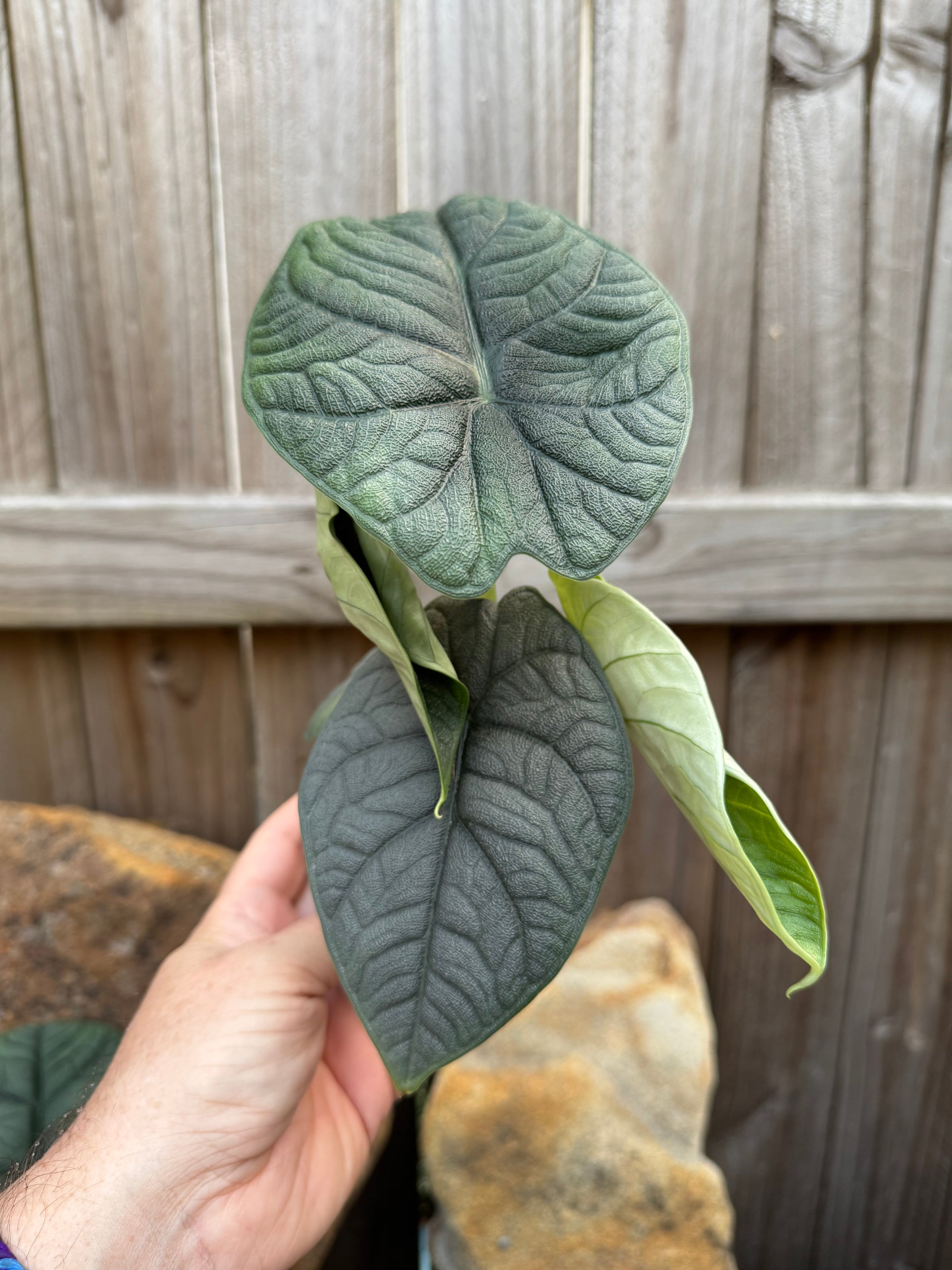 Alocasia Melo