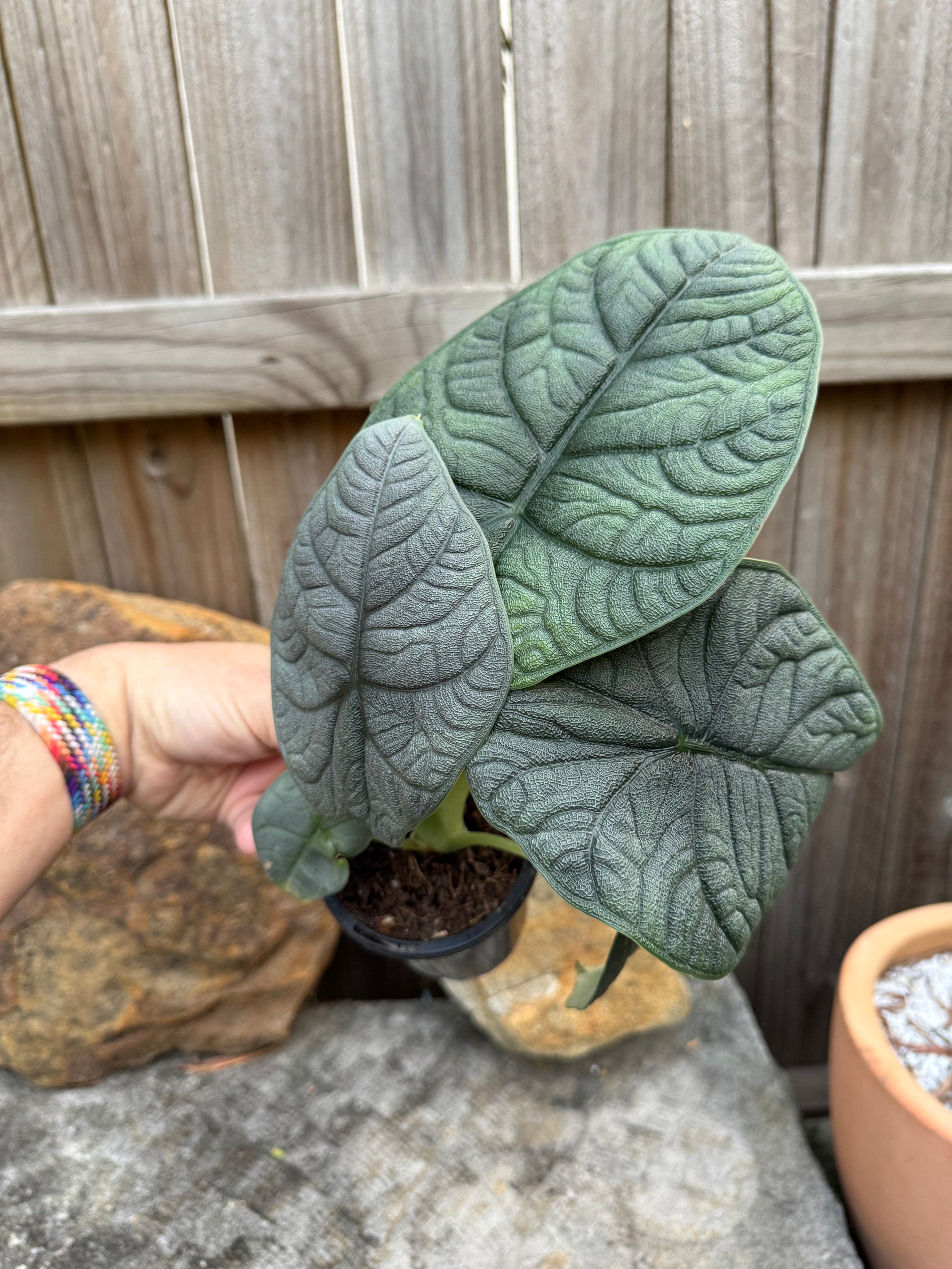 Alocasia Melo