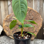 Philodendron sharoniae